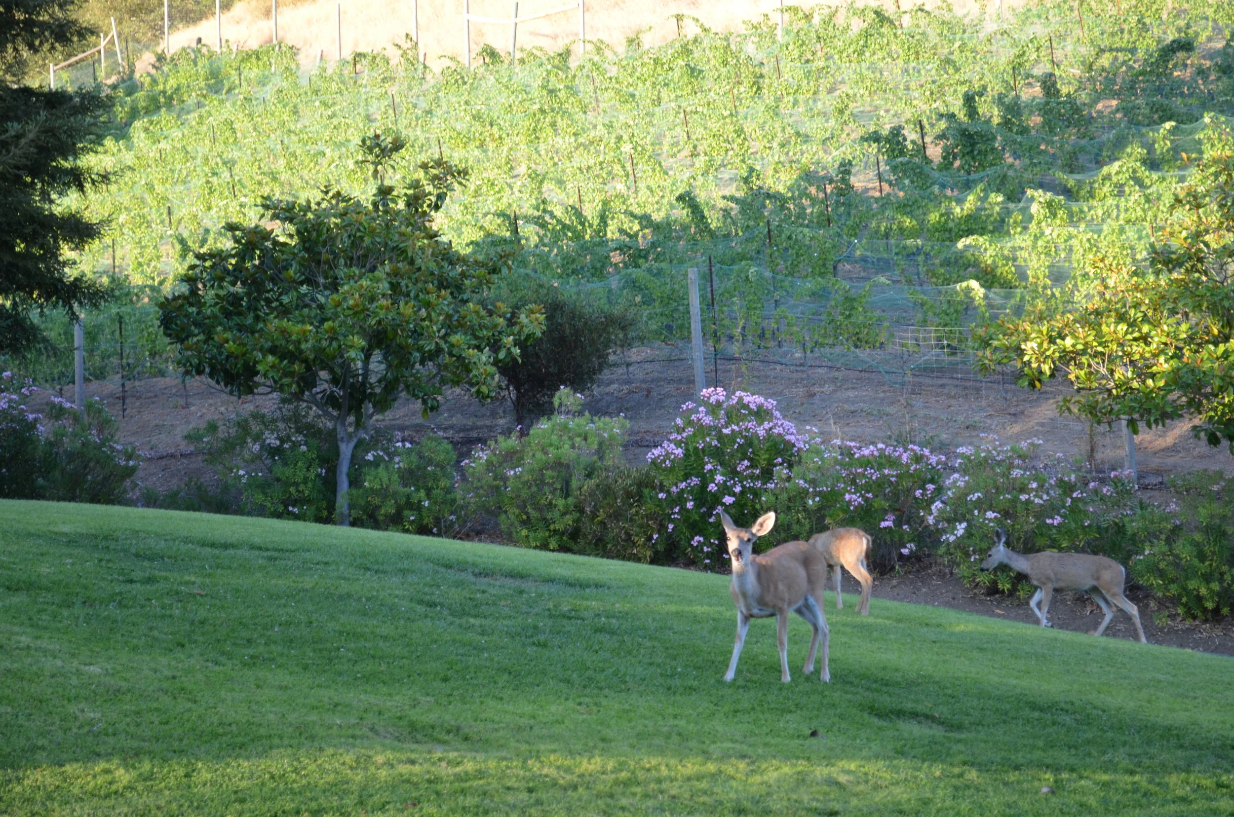 DSC_0672.JPG
