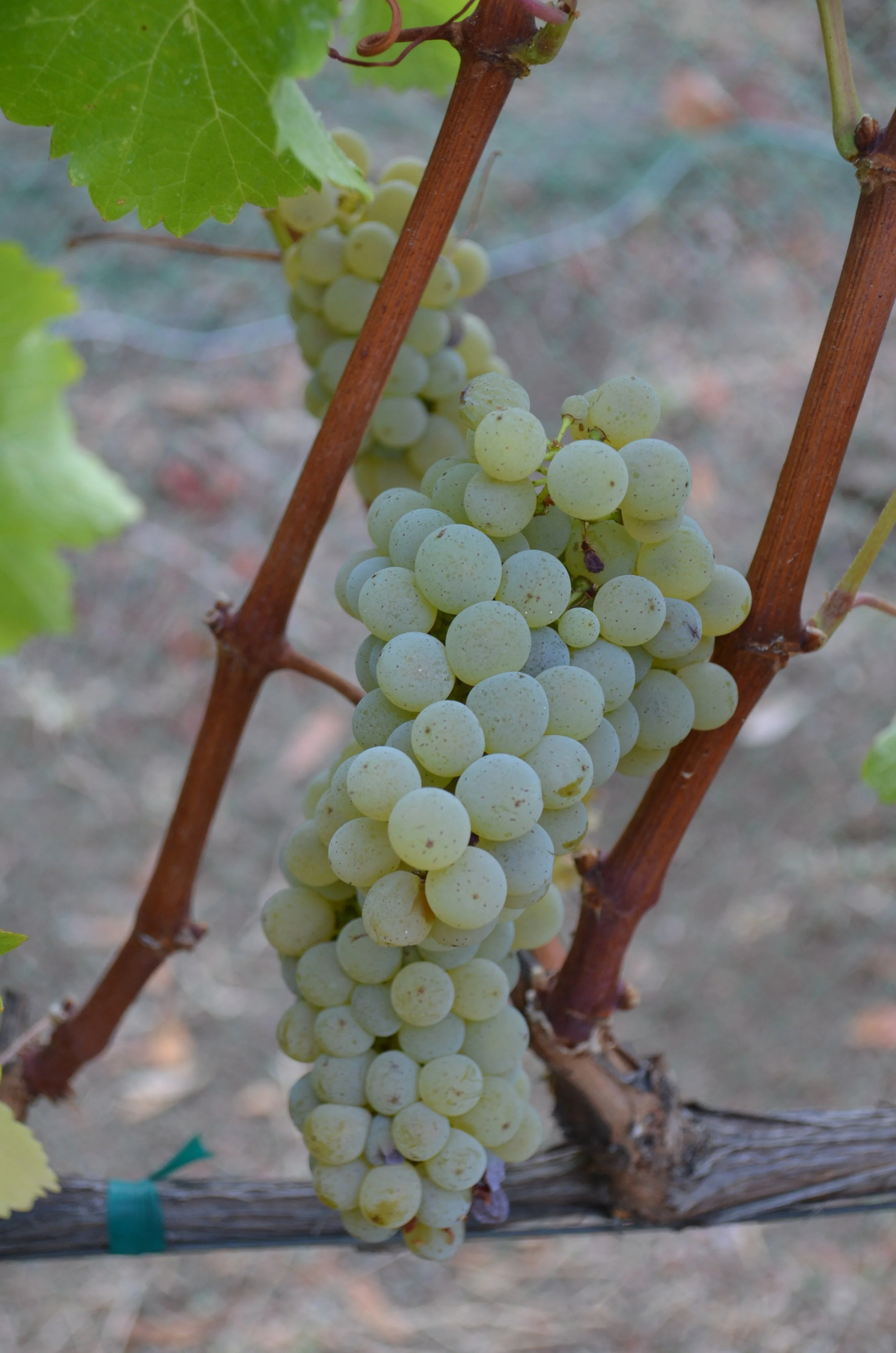 Grapes 1.JPG