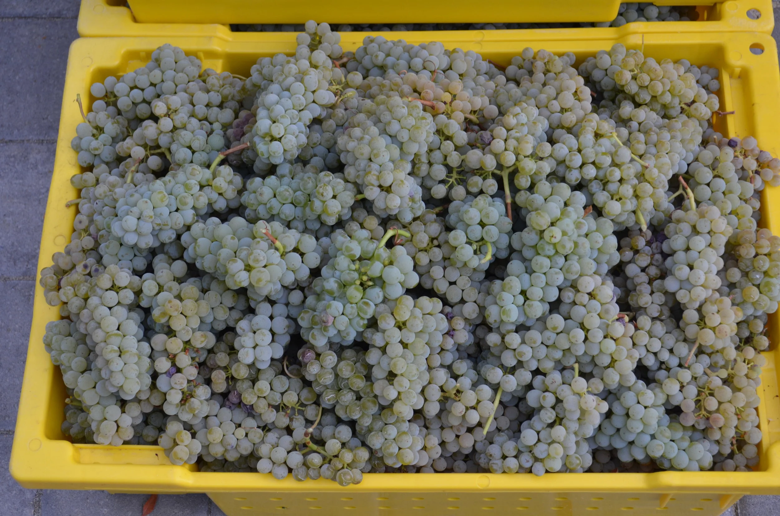 Harvested Grapes.JPG