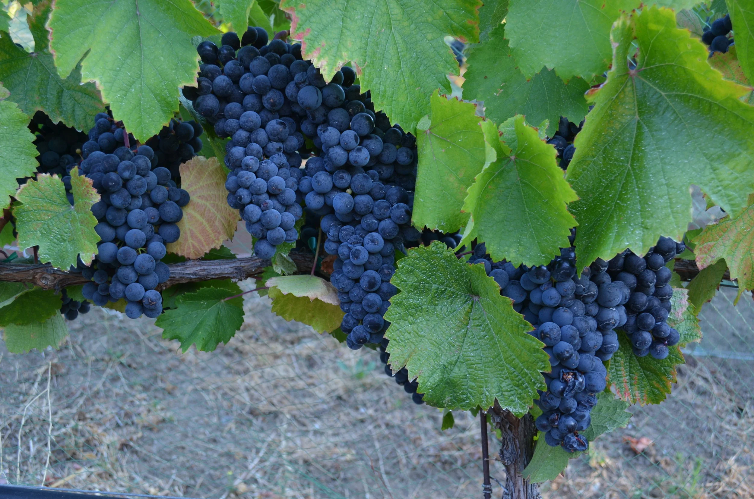 Red Grapes 2.JPG