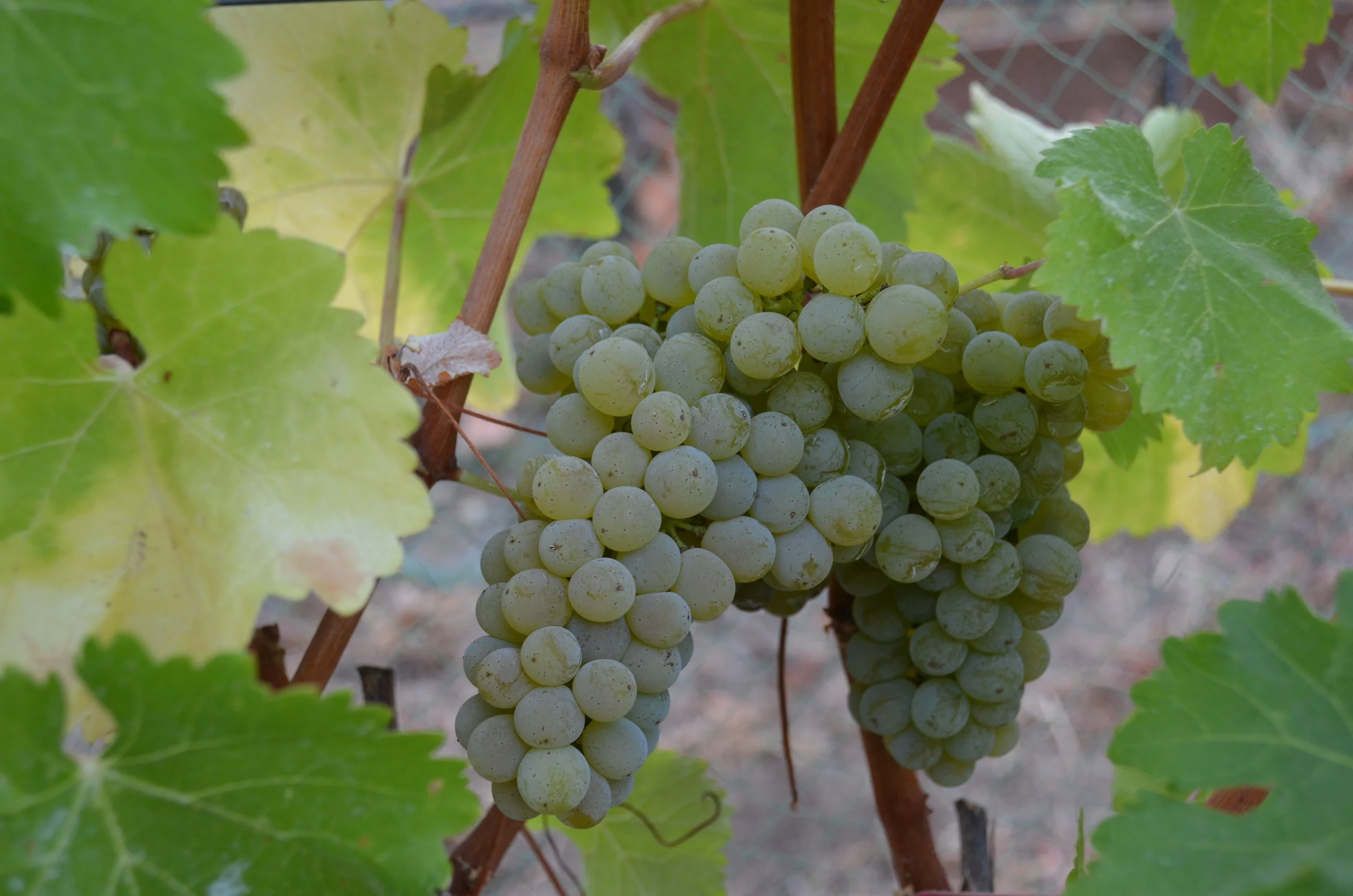 Grapes 2.JPG