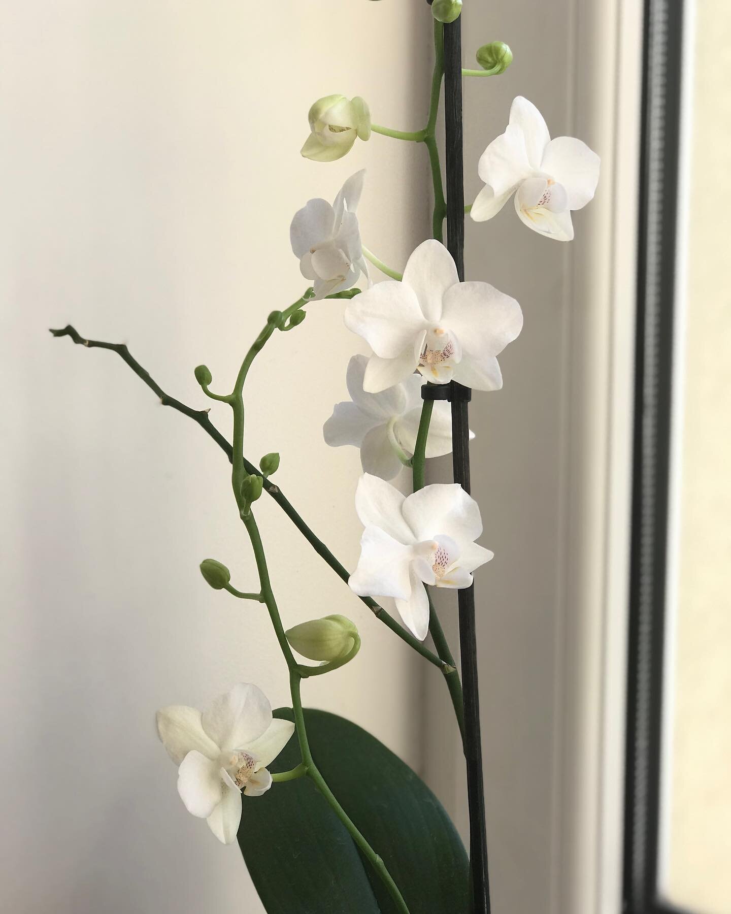 Thanks for the love, everyone! My test came back negative 🙏🏻 To celebrate, here&rsquo;s some dramatic shots from my windowsill. Here&rsquo;s hoping for more rest, less stress, and greater governmental accountability in 2021!