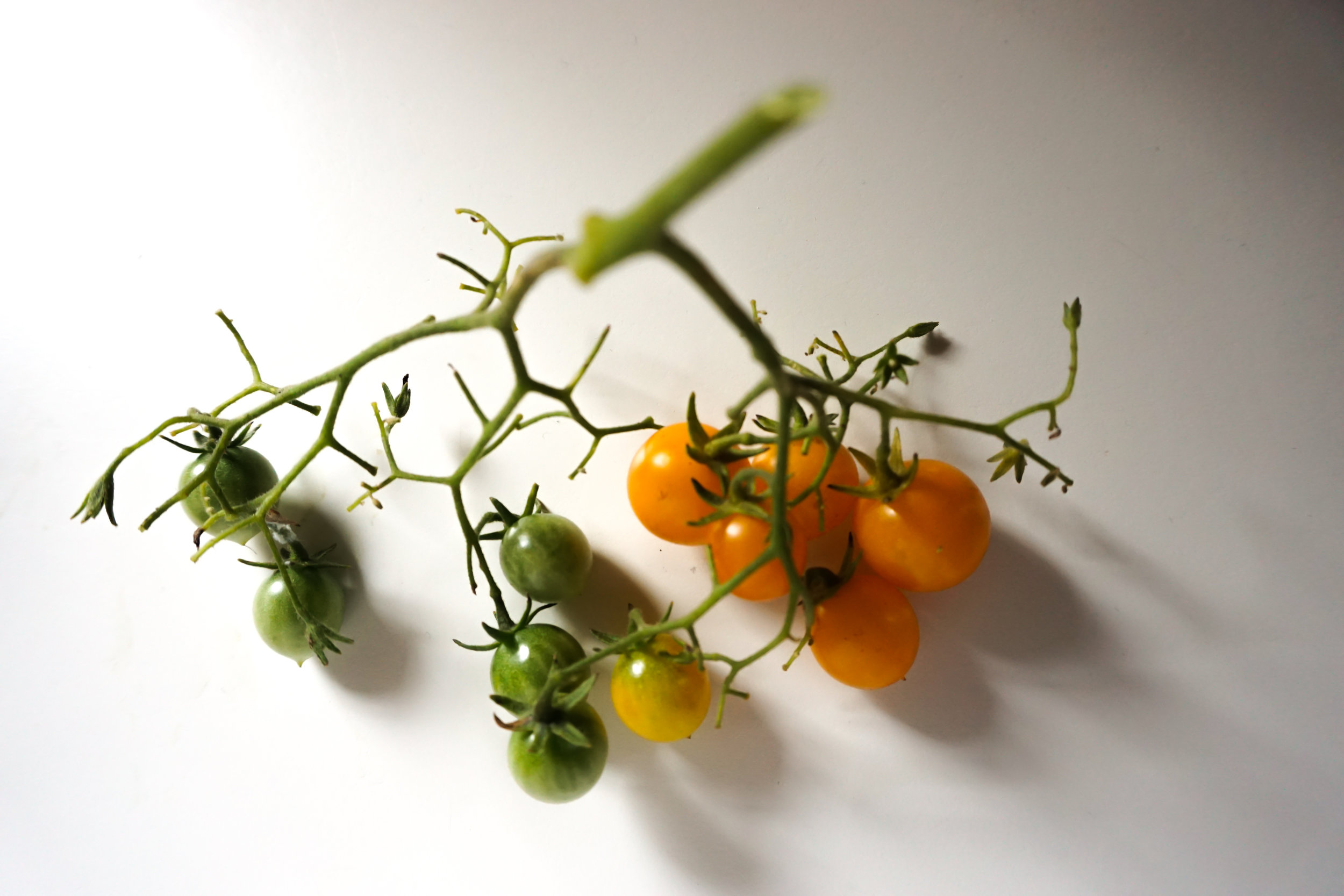 toms on a vine.jpg