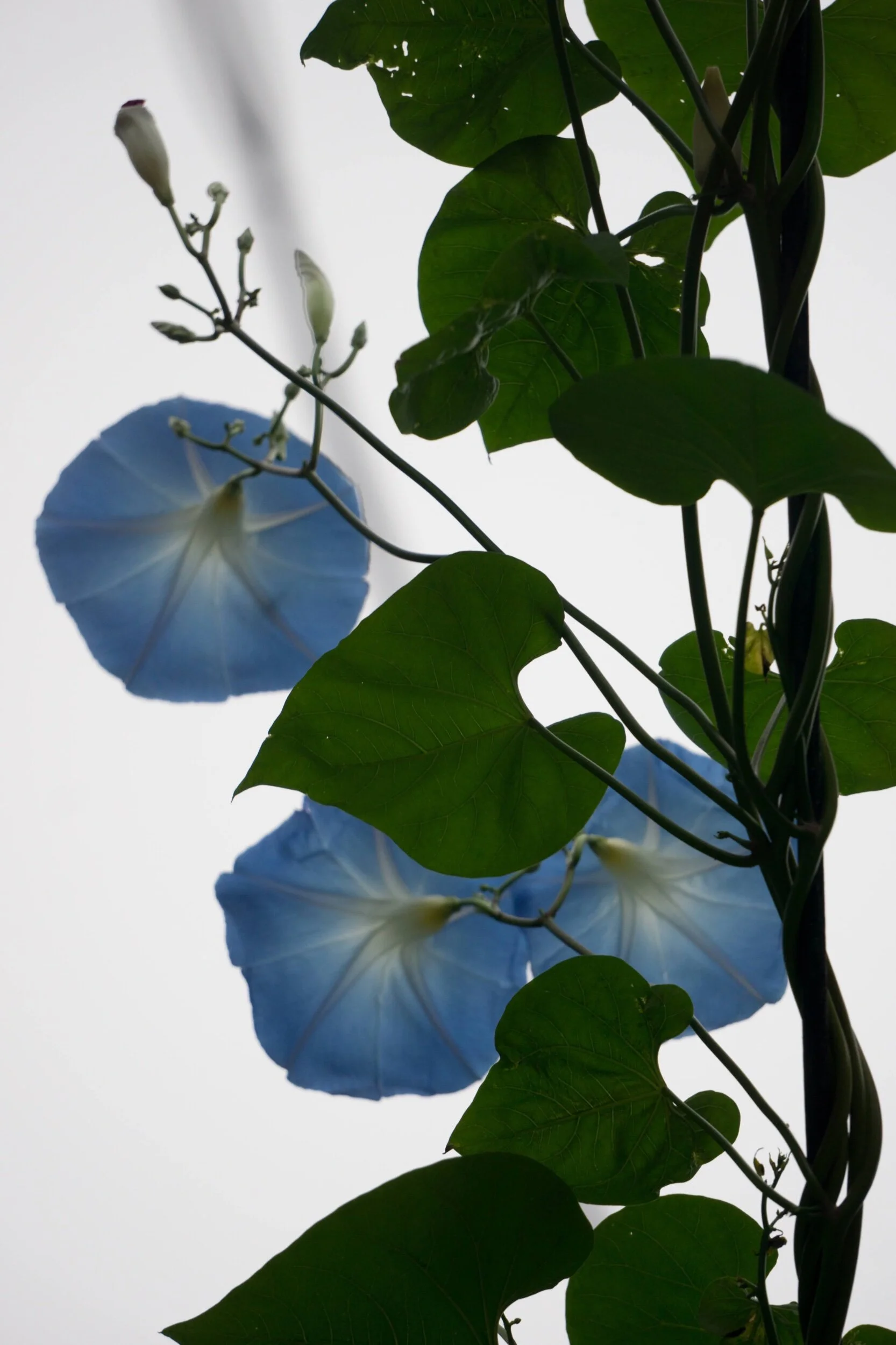 MG 3 (1 of 1)_Original.jpeg