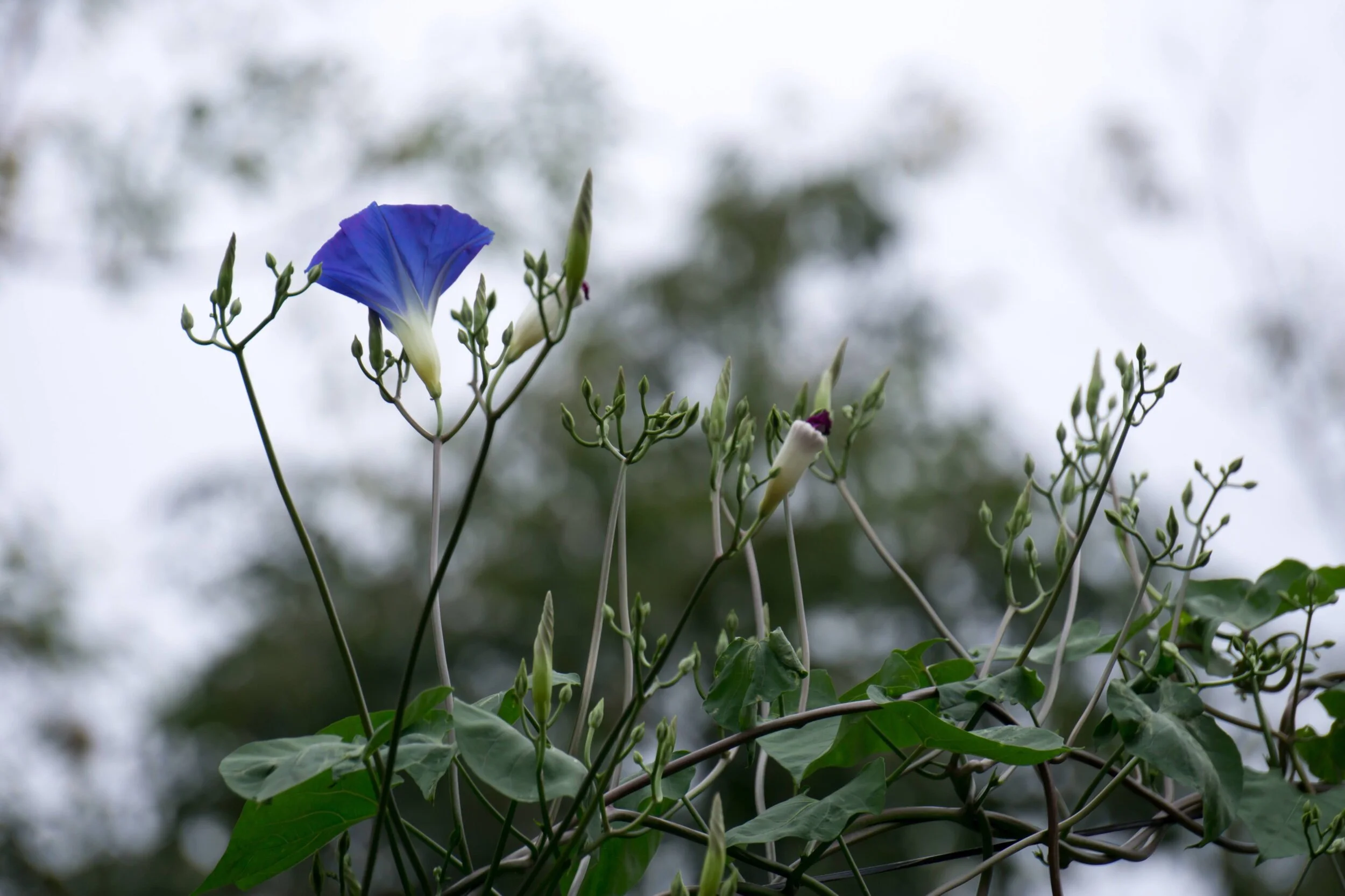 MG 6 (1 of 1)_Original.jpeg