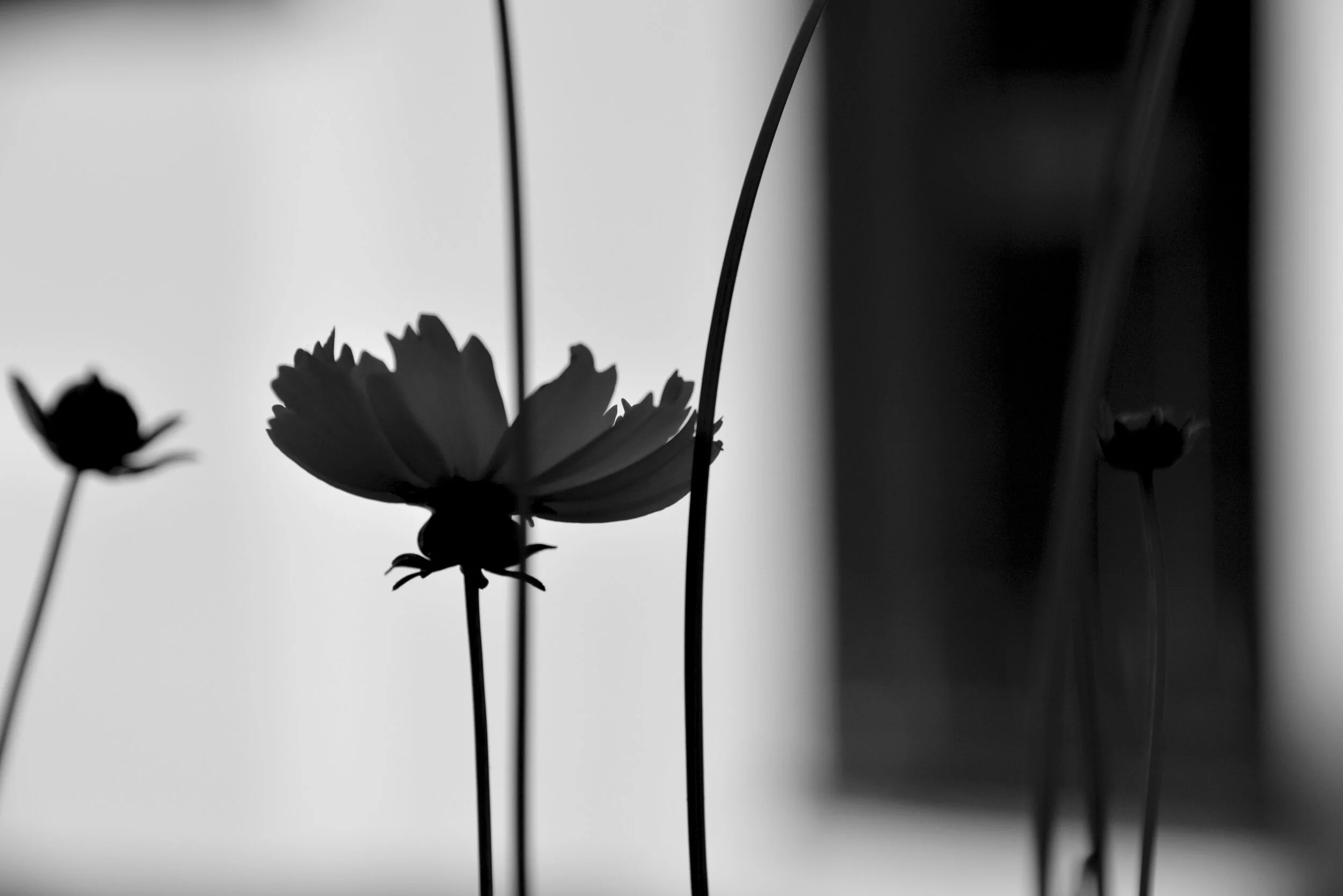 floral9.jpg