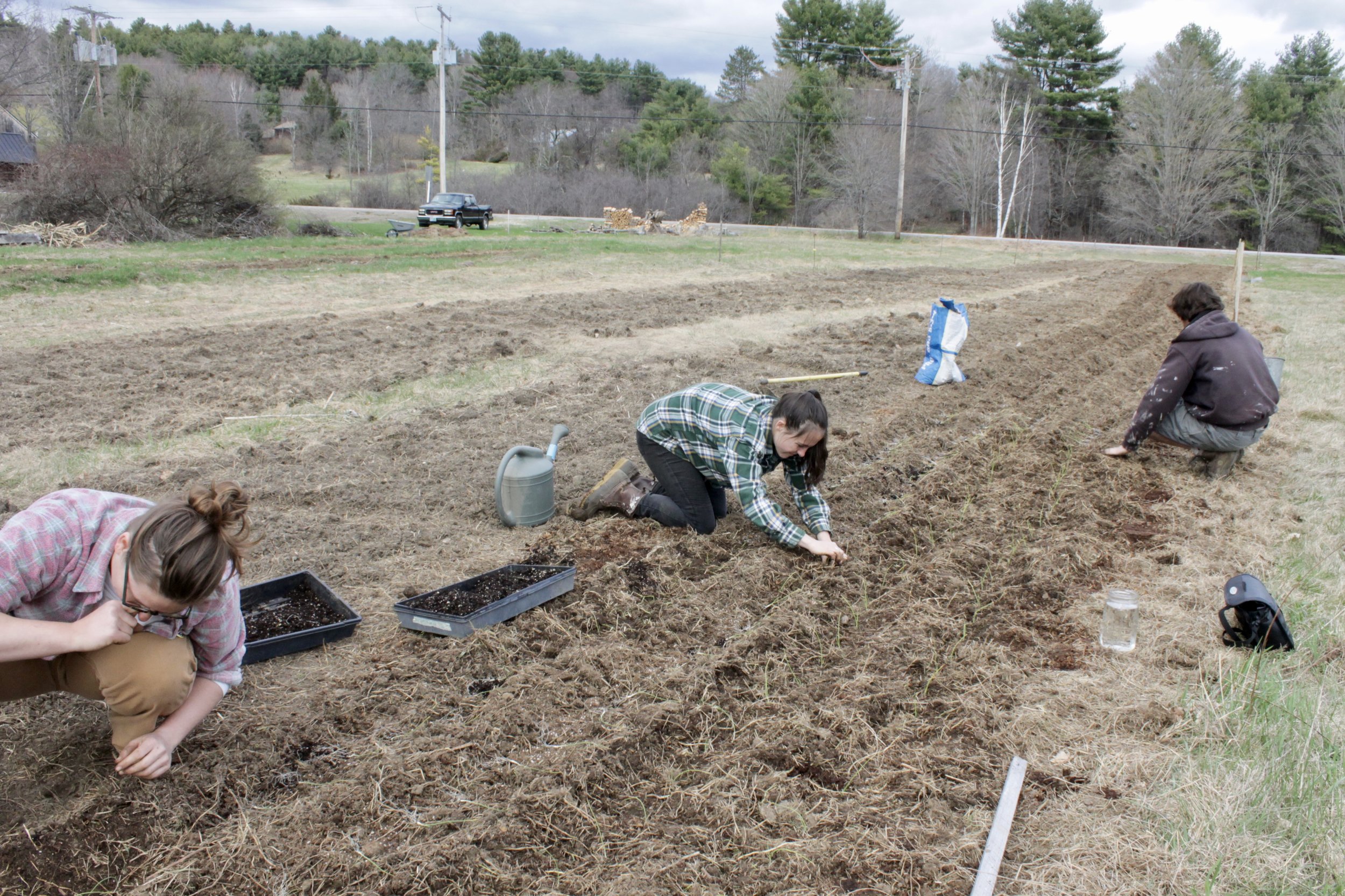 Our first year farming - just going for it!