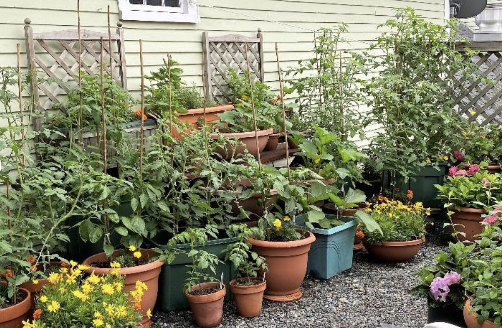 Kearsarge Food Hub, Vegetable Gardening In Plastic Bins