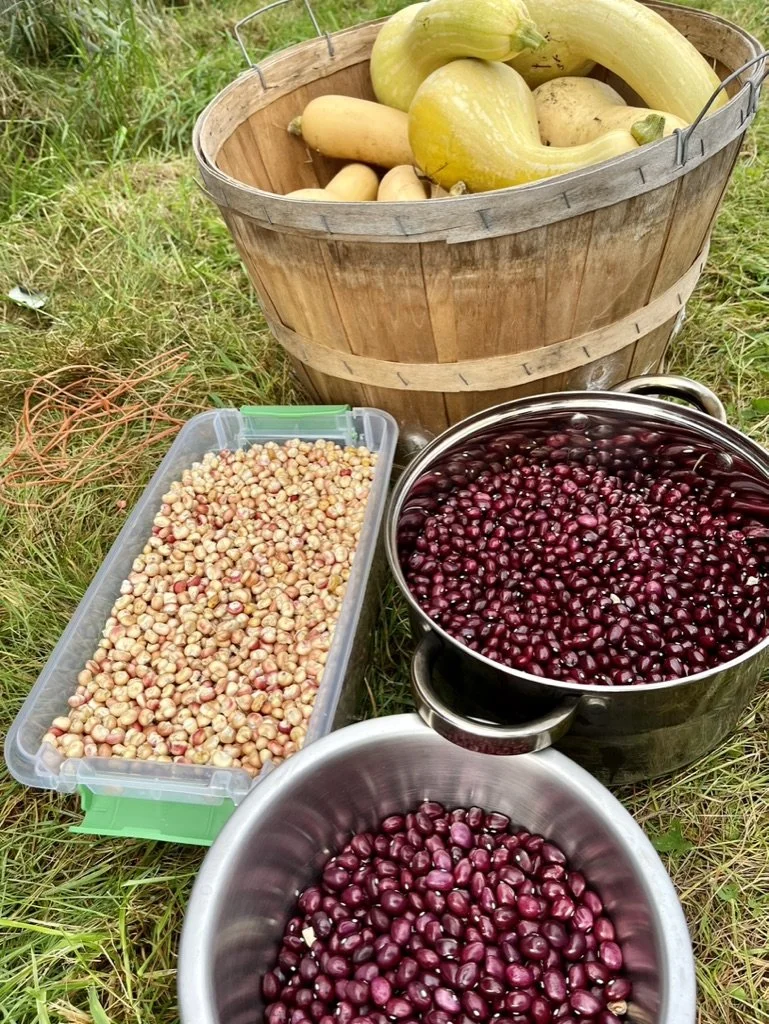Abenaki Seeds Project — Kearsarge Food Hub