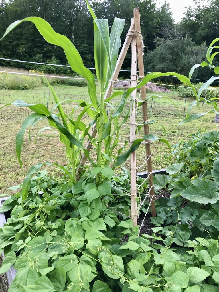 Abenaki Seeds Project Nurturing a Community of Growers — Kearsarge