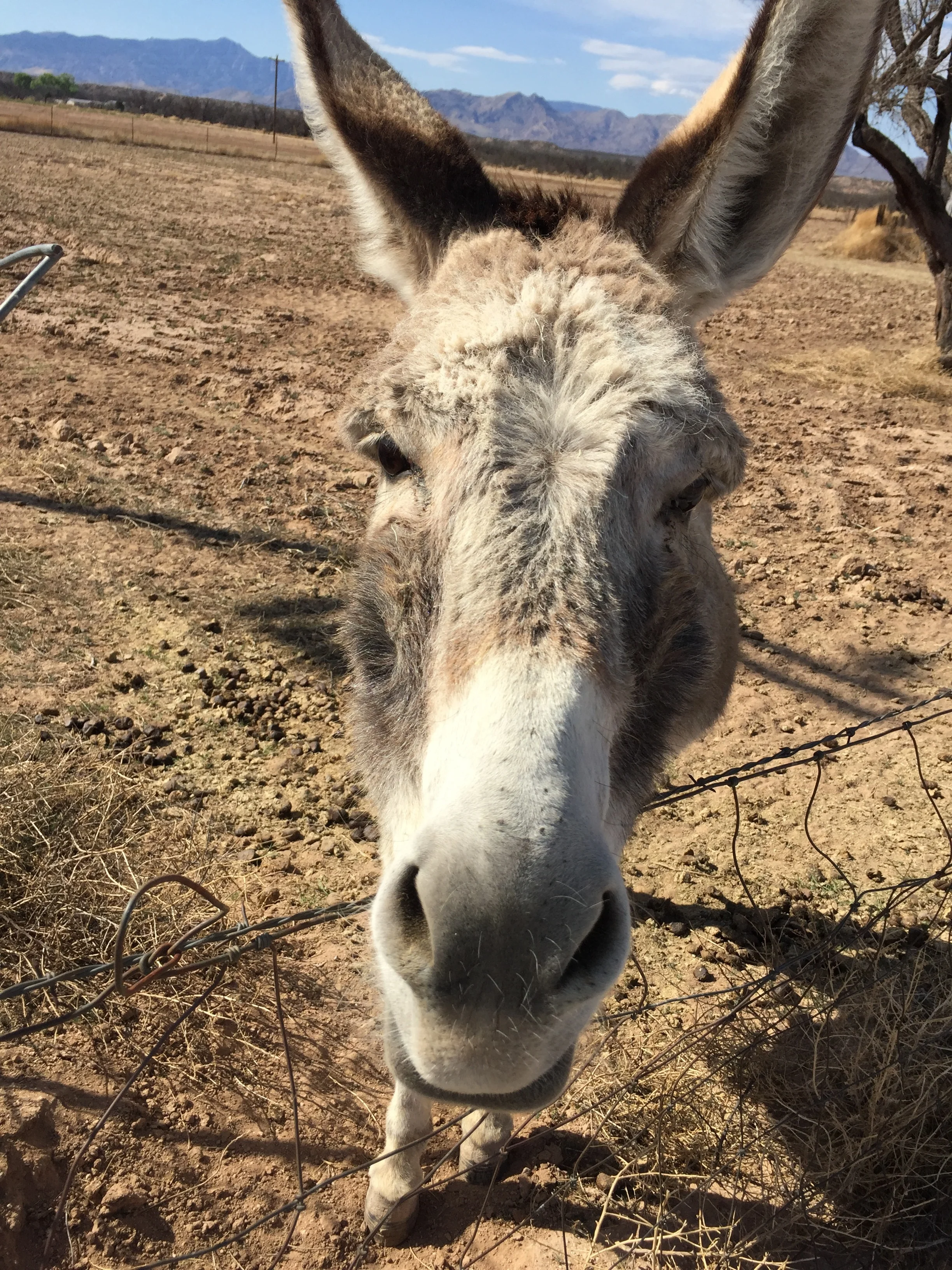 Singing Wind Book Store Donkey