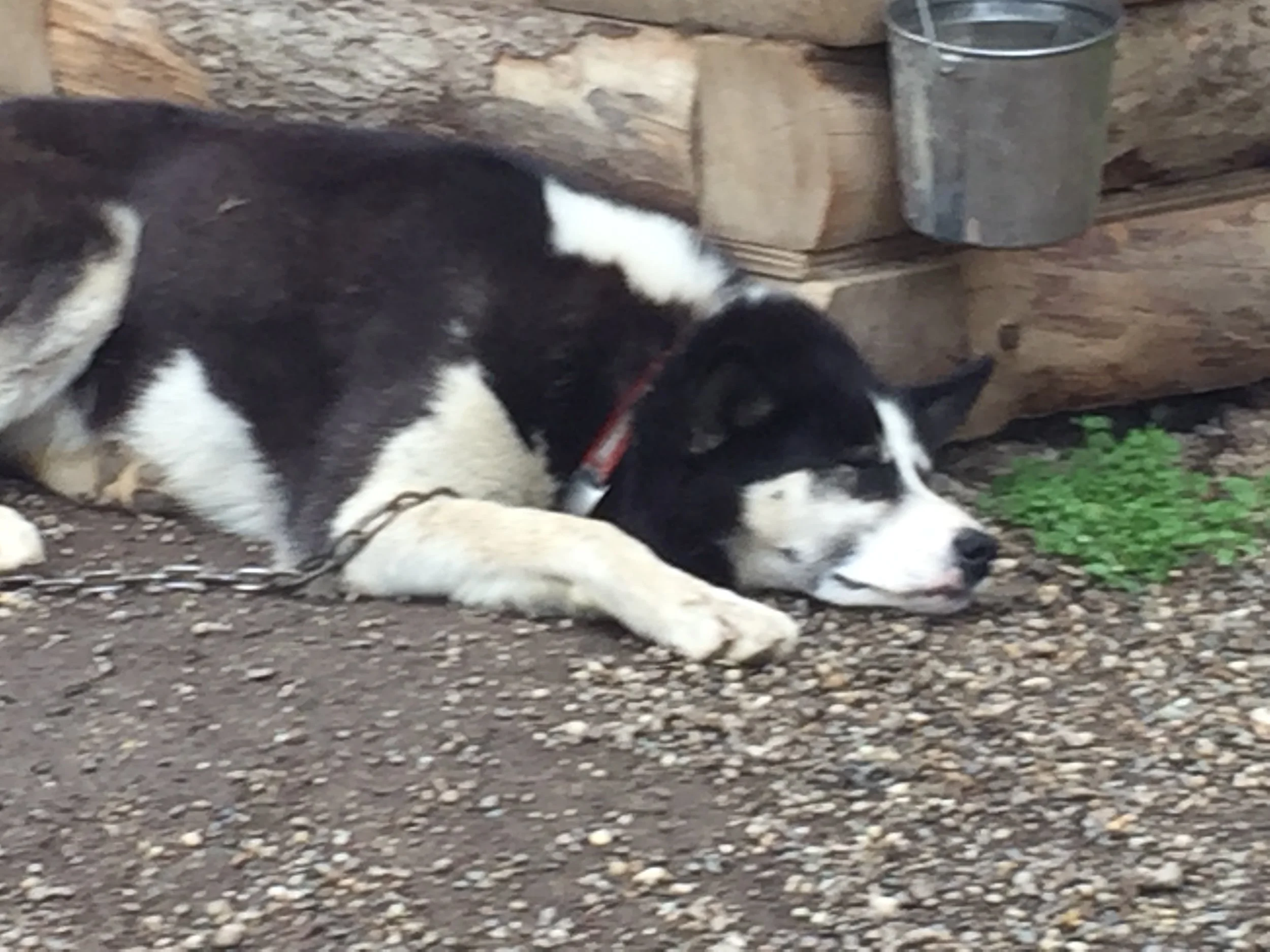 Big Big Dog Sled Dog. Just Like Buck