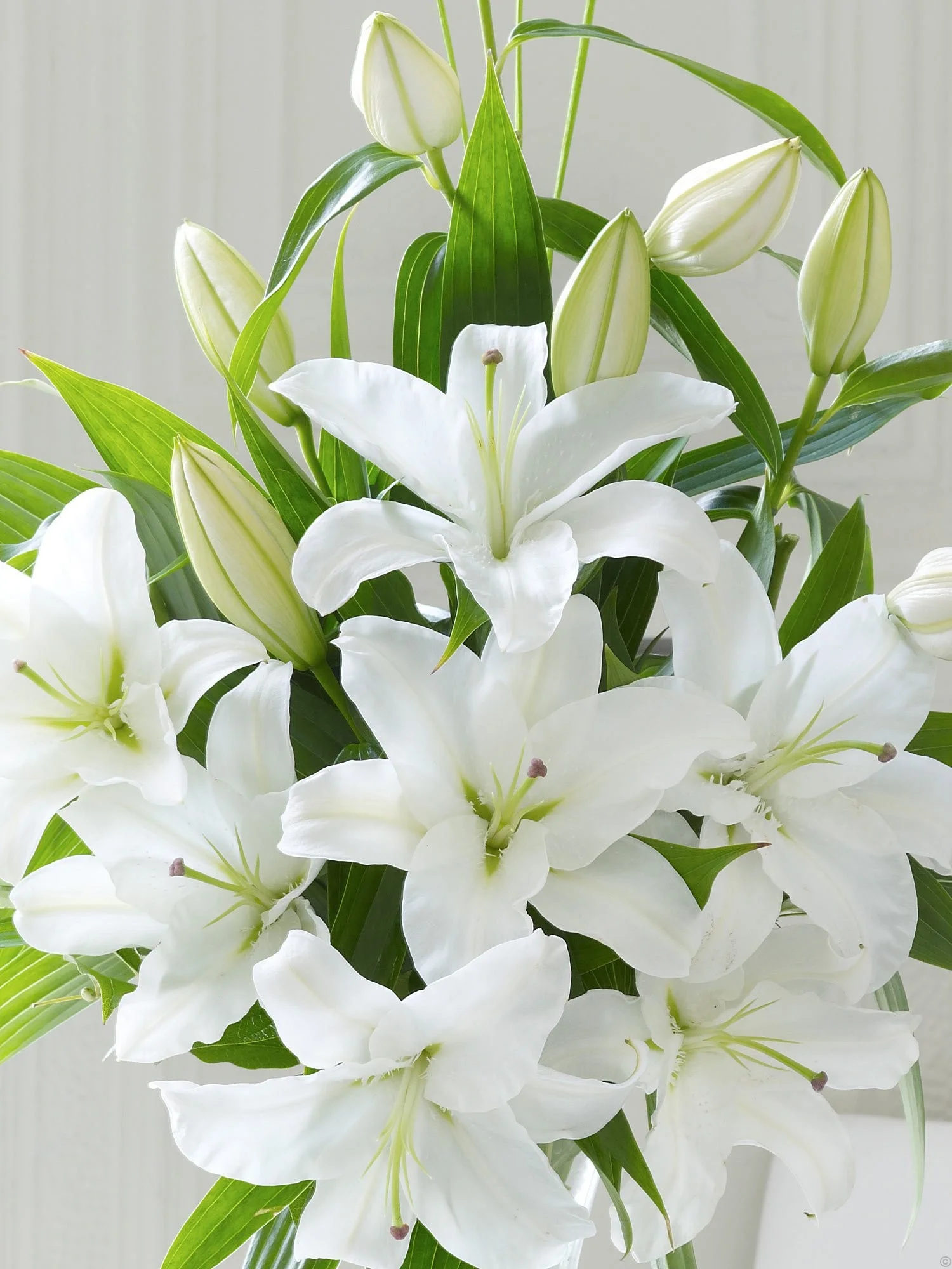 bigstock-Calla-Lily-Flower-86454110.jpg