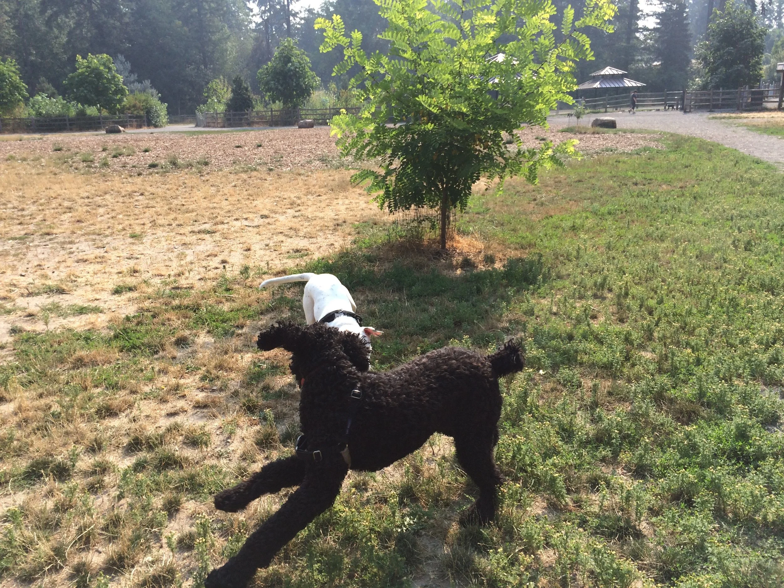 Off-Leash Tacoma: Wapato Park
