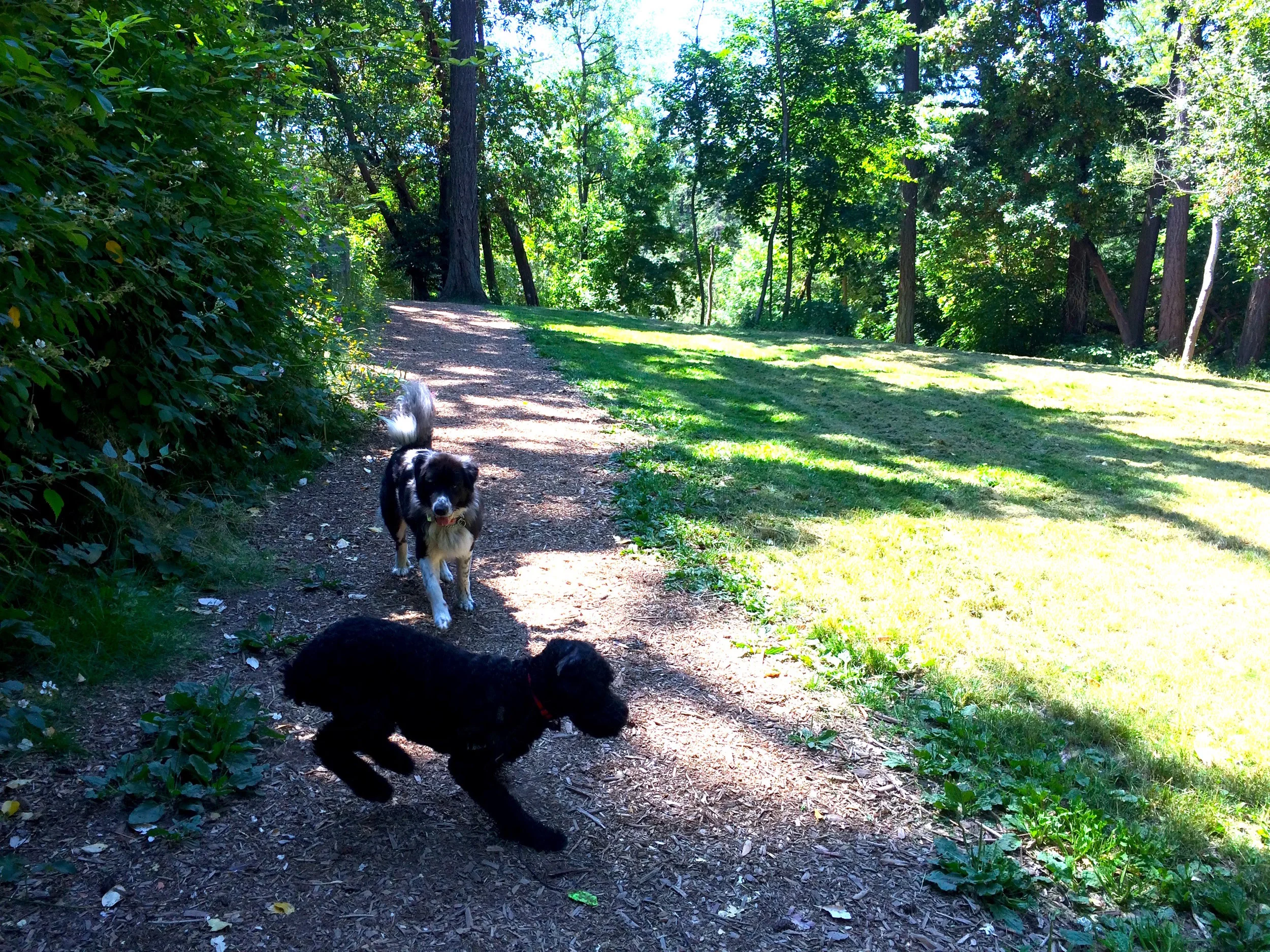 Meeting a new pal on the upper level trail.