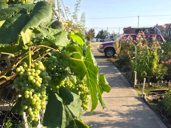 Overflowing Lincoln District Garden.