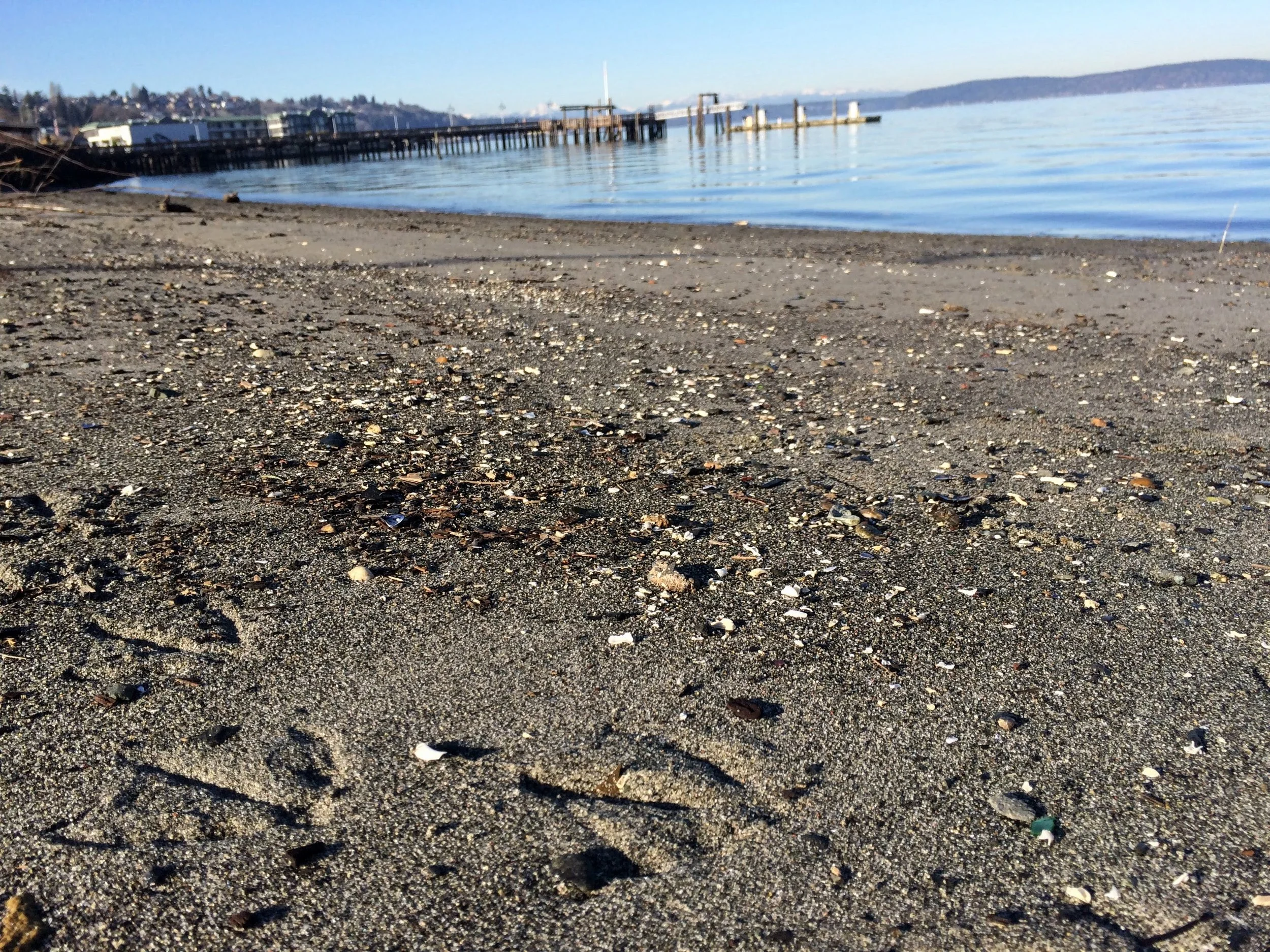 Old Town Beach - Between the dock &amp; Jack Hyde Park