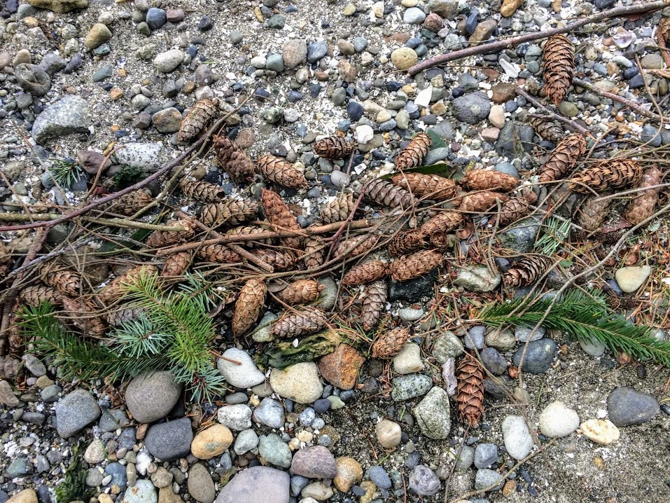 Quiet Tacoma: Places to Slow Down and Rest