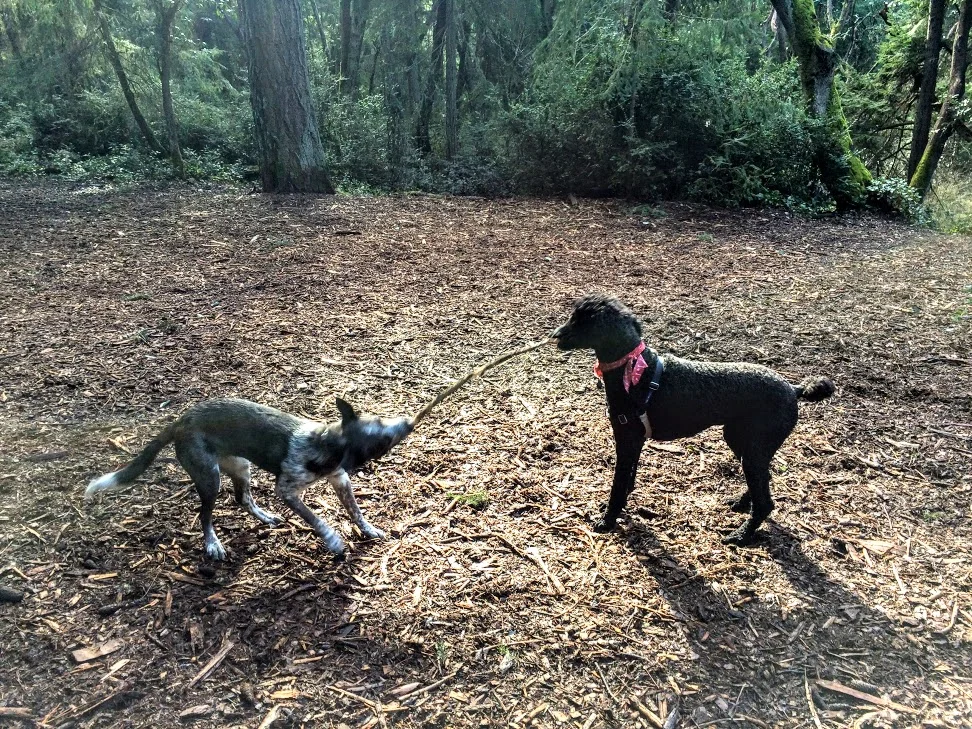 Point Defiance Dog Park (Copy)