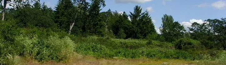 Image from Metro Parks Tacoma