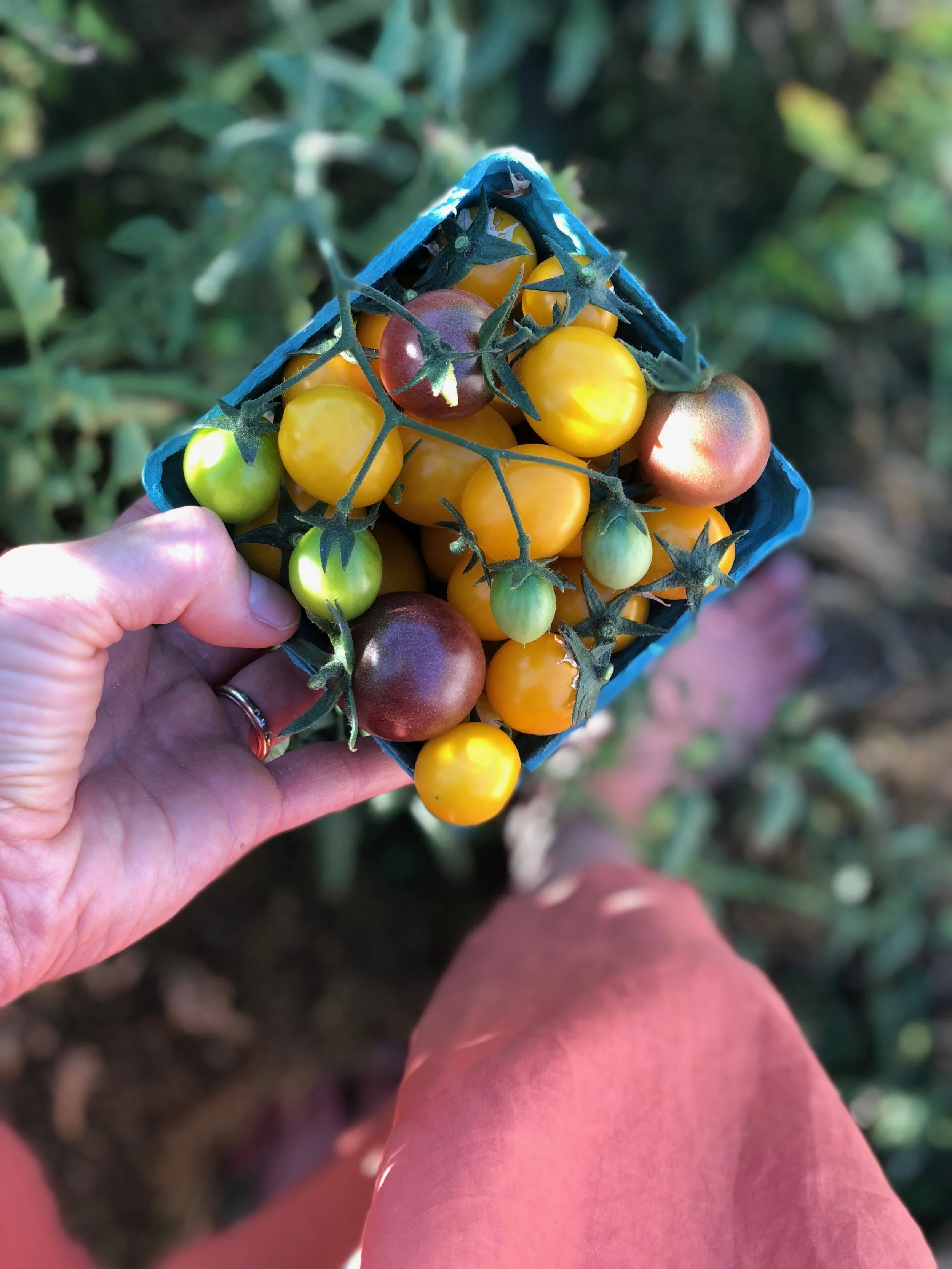 The EFN grows food on their 80 acre farm, but they also encourage all of us to plant an extra row in our home gardens to harvest and donate to a local food bank. I had more tomatoes than I could handle last summer and I love this idea!