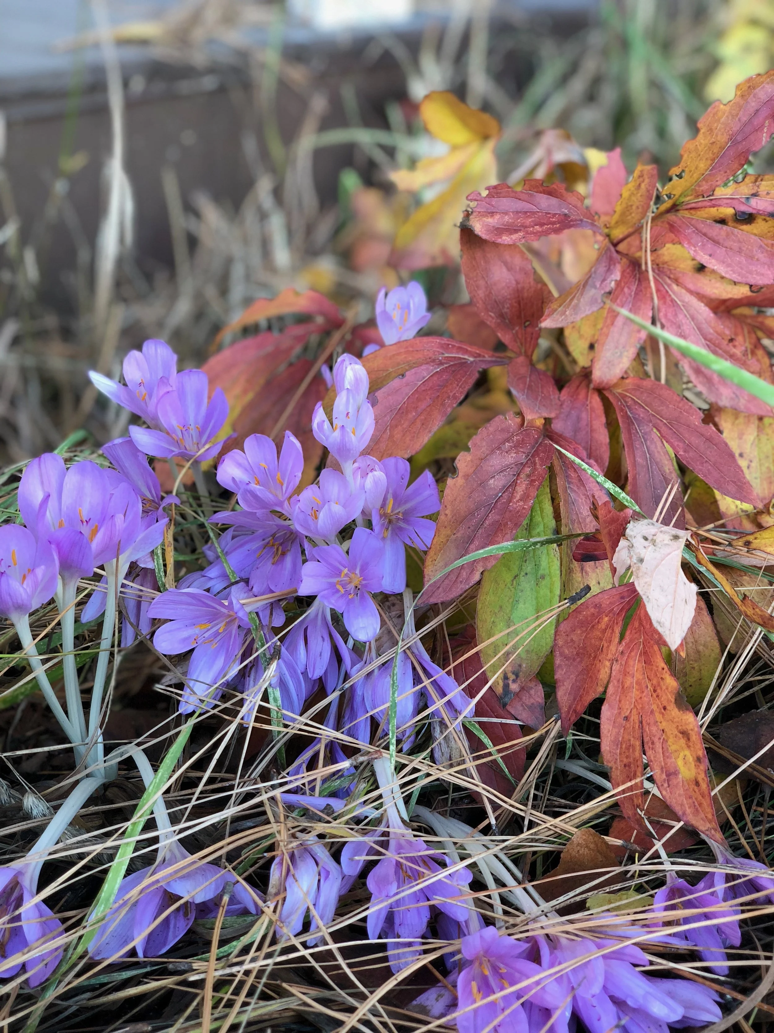 One of my favorite signs of the changing season is the blooming of the fall crocus. Look closely, I’ve already spotted some in Tacoma.