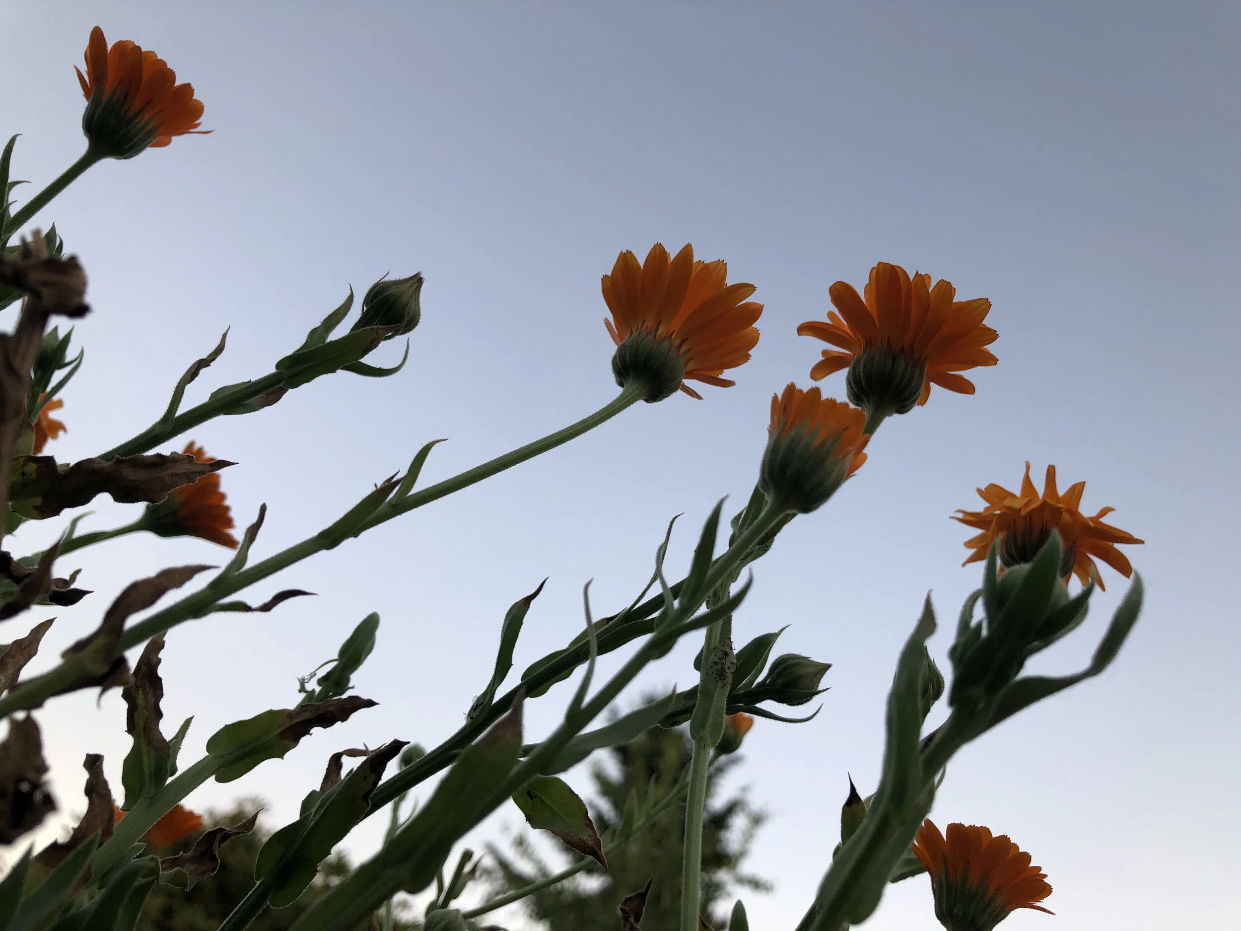 Tacoma High 5 - July