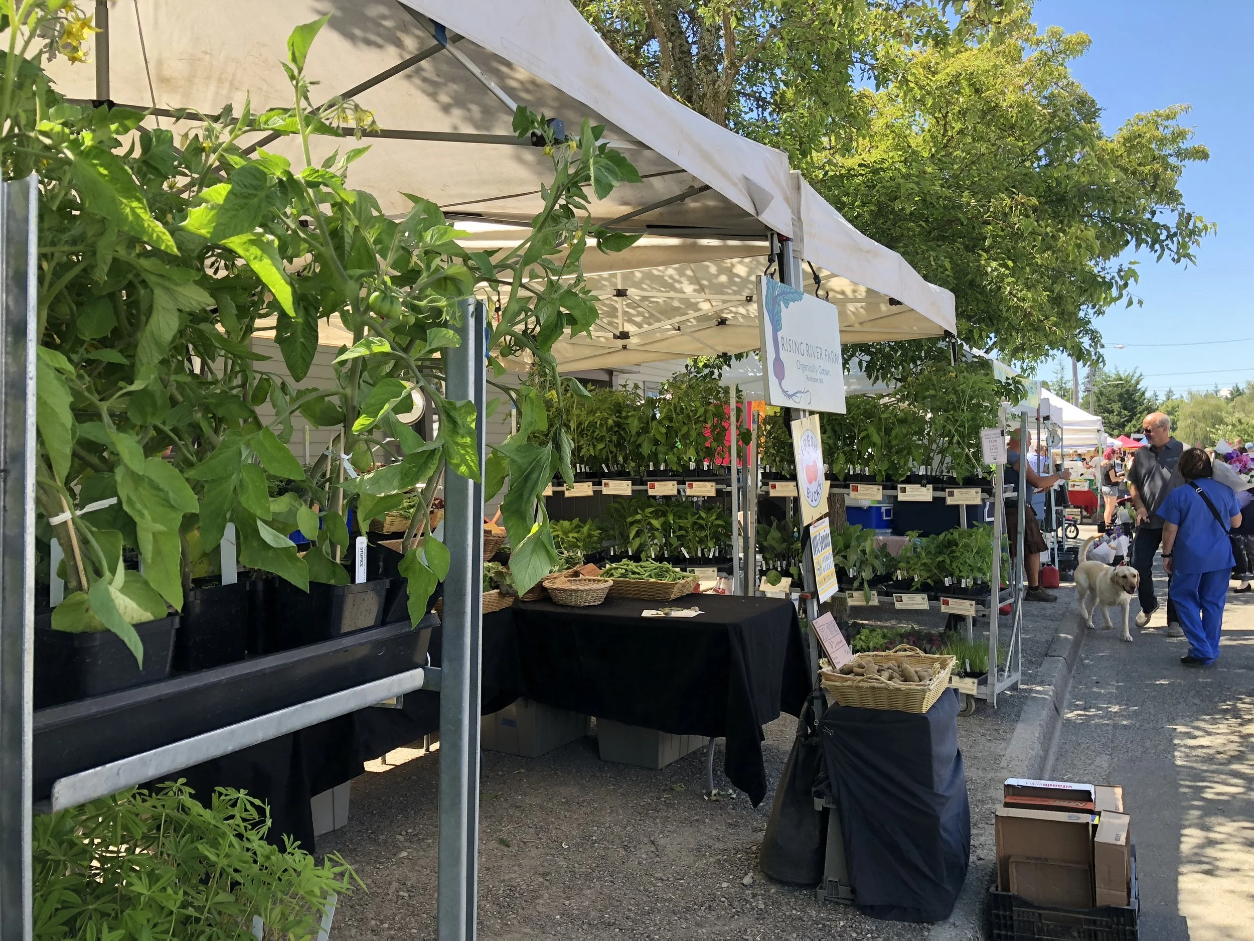 Proctor Farmers' Market