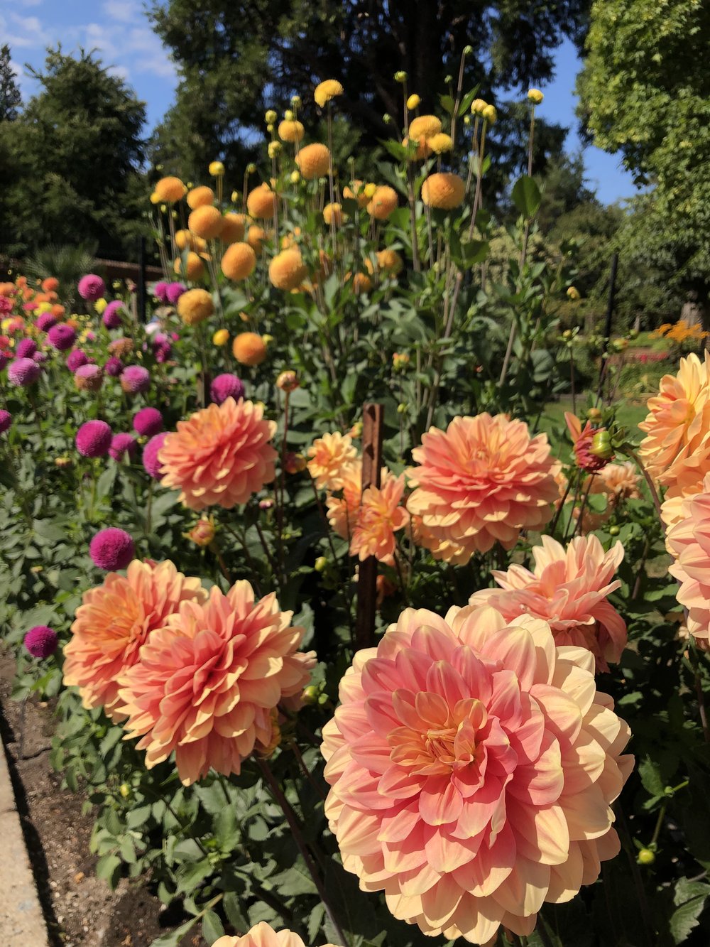 Point Defiance Rose Garden 3.jpeg