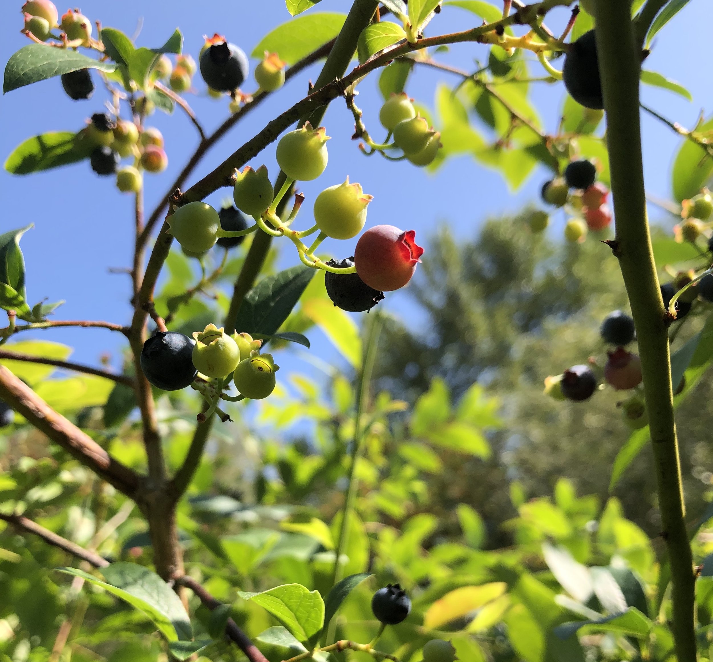 Charlotte's Blueberry Park