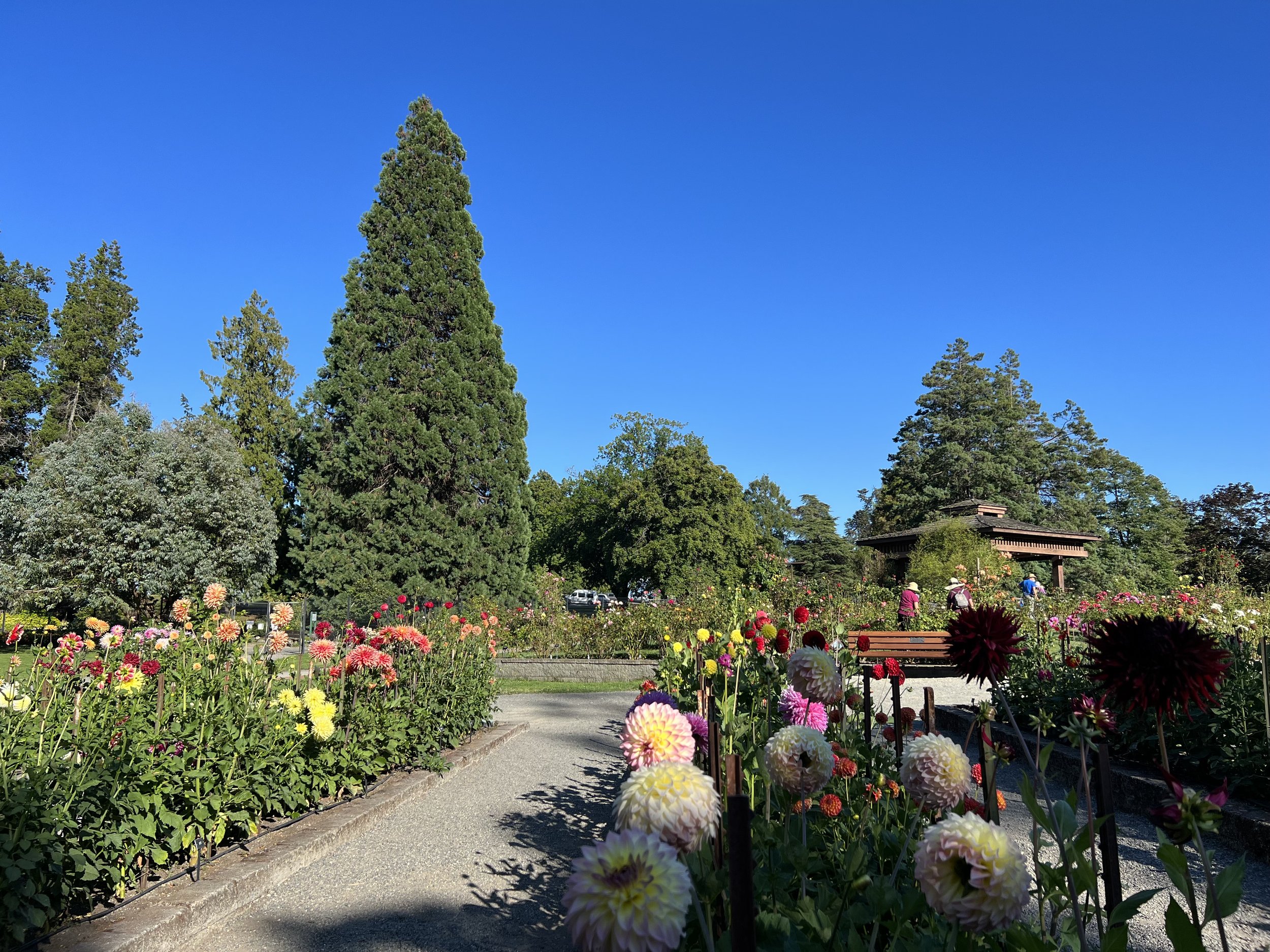 Point Defiance Park Dahlia Species Garden