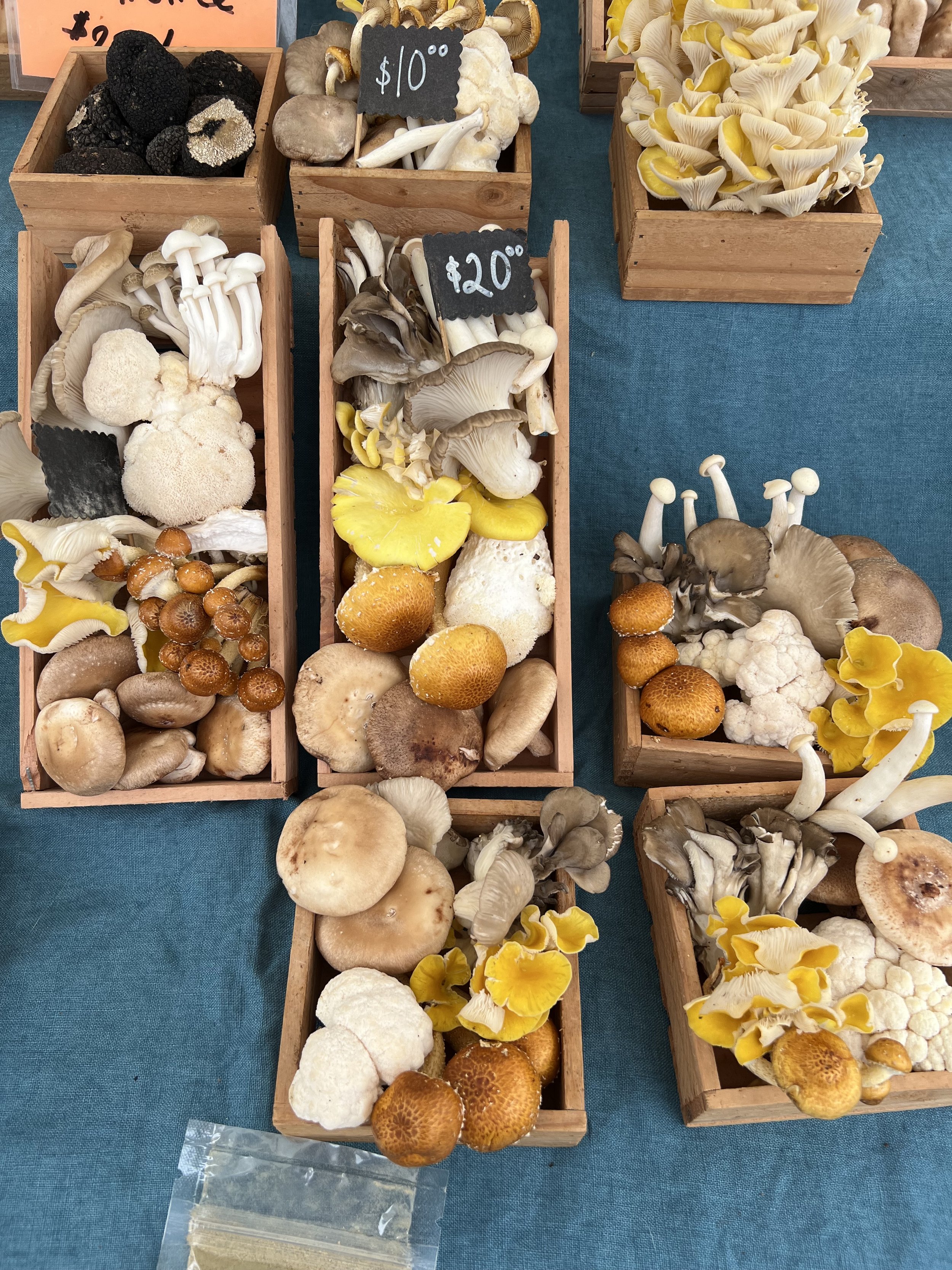 Adam's Mushrooms at the Proctor Farmers' Market