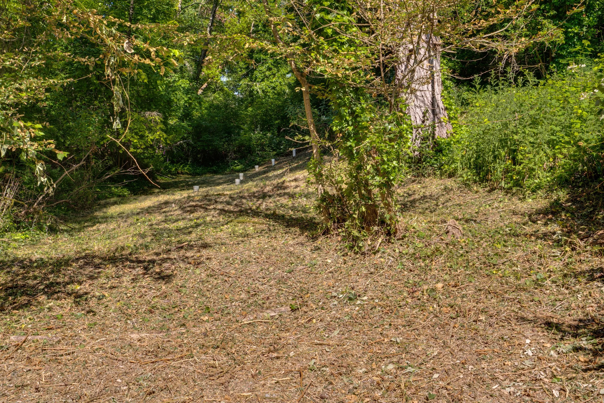 Wooded Area Manette.jpg