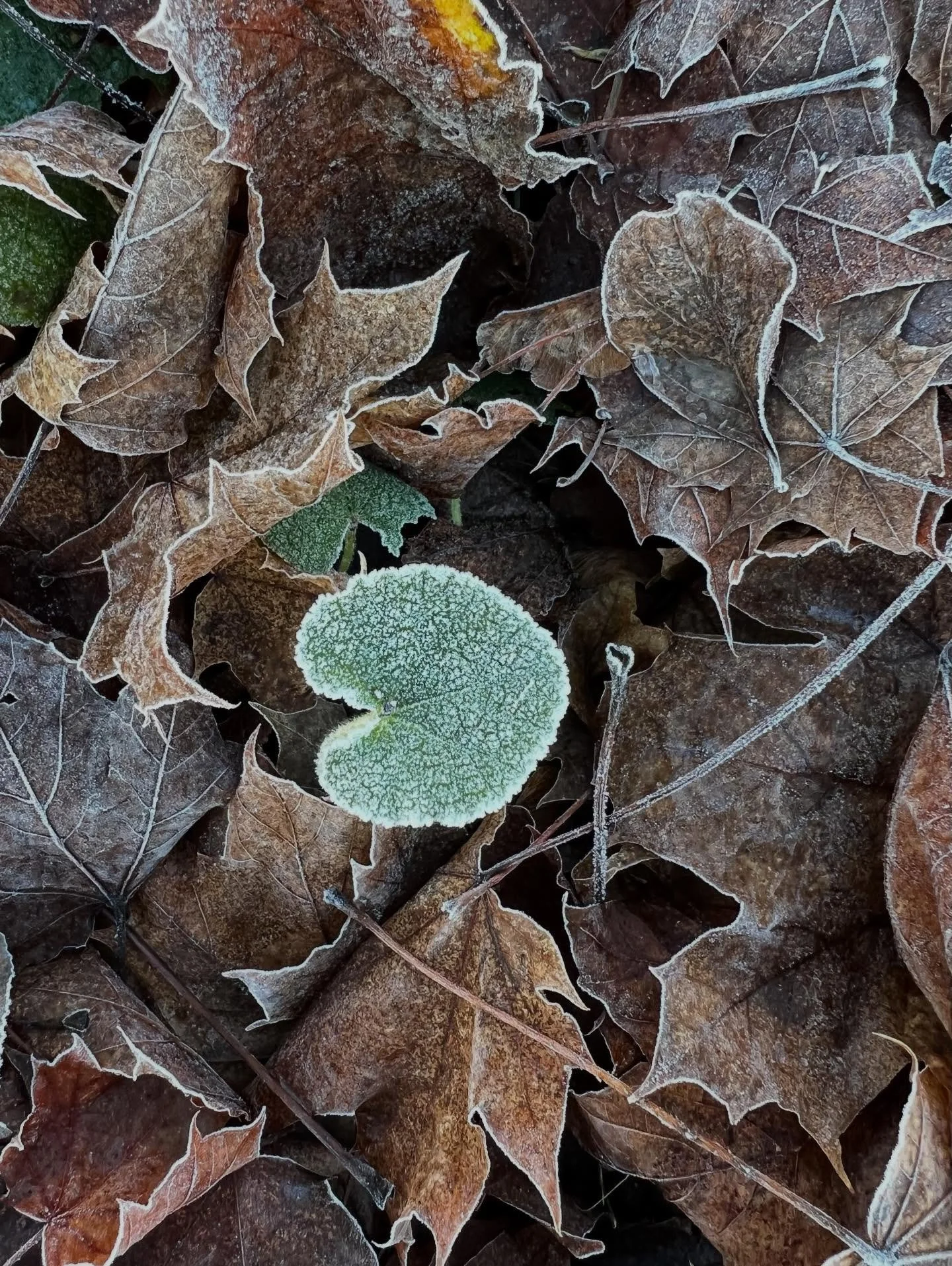 Remember Sunday&rsquo;s first frost?

#pnwwinter #firstfrost