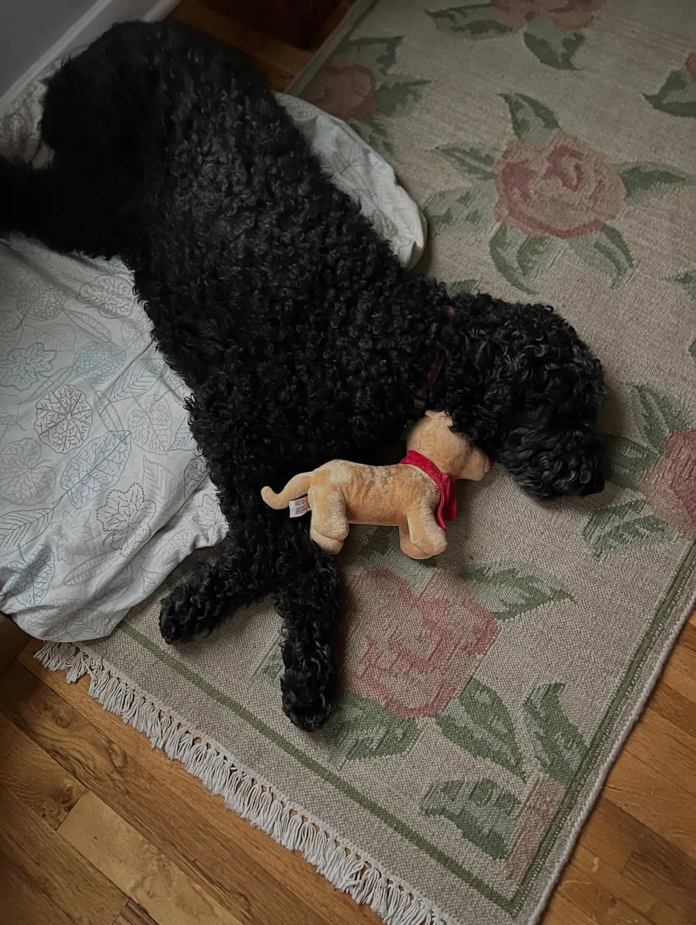 Two of our nieces gave Dandie a new toy and this is how she rolls now 🥹 We love Dandie, but you wouldn&rsquo;t know it through her toy collection, which is decidedly slim. She has a faithful hedgehog called Hedgie who is a hand-me-down from our belo