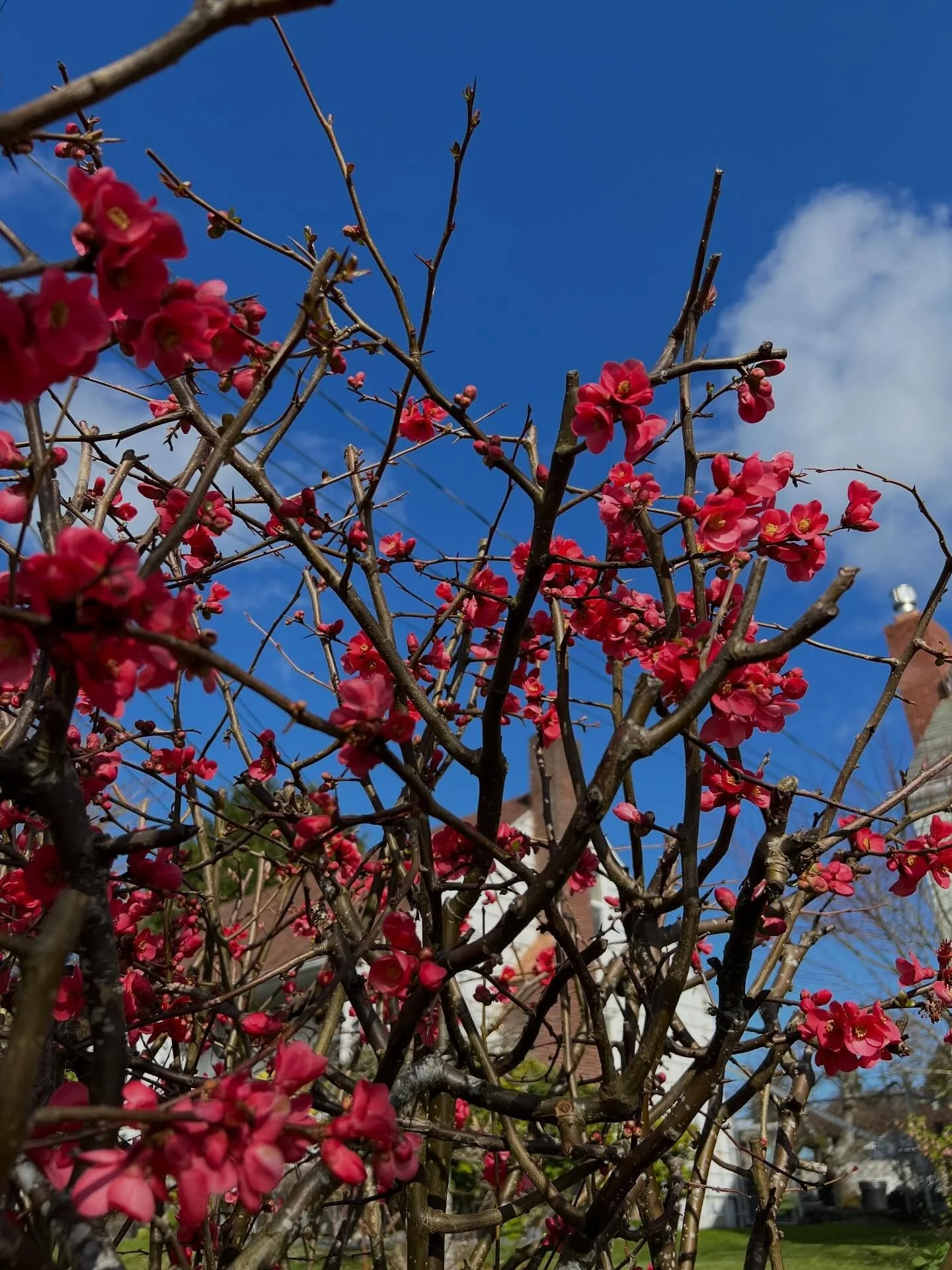 Colors of spring inside and out. Who else is thirsty for it? -G

P.S. 🧶 the sweater will have long sleeves, but this does make me want to make a spring tee. 

#quince #pnwspring #tacomawa