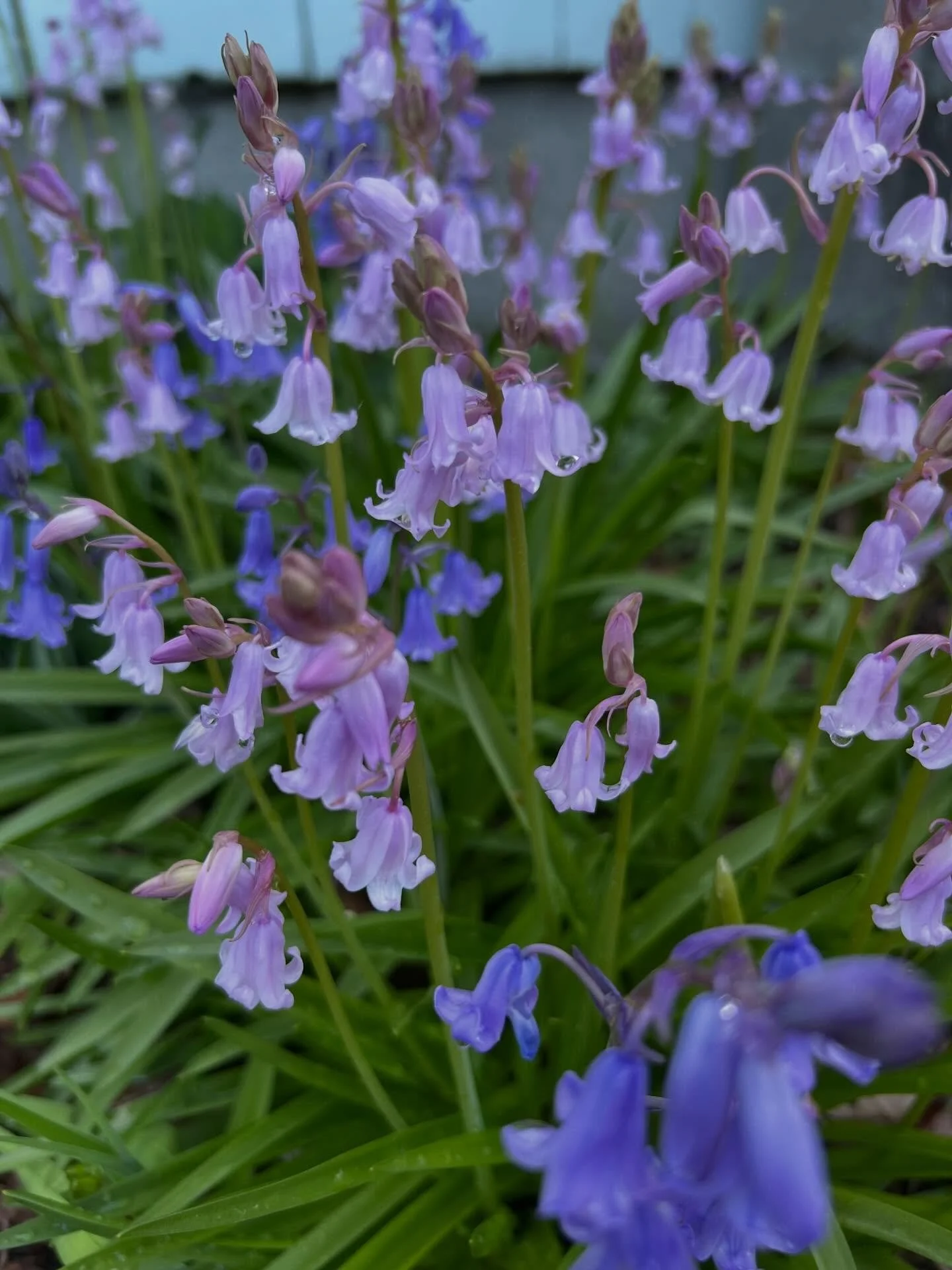 Recently, on planet Earth. -G

#earthday #pnwspring