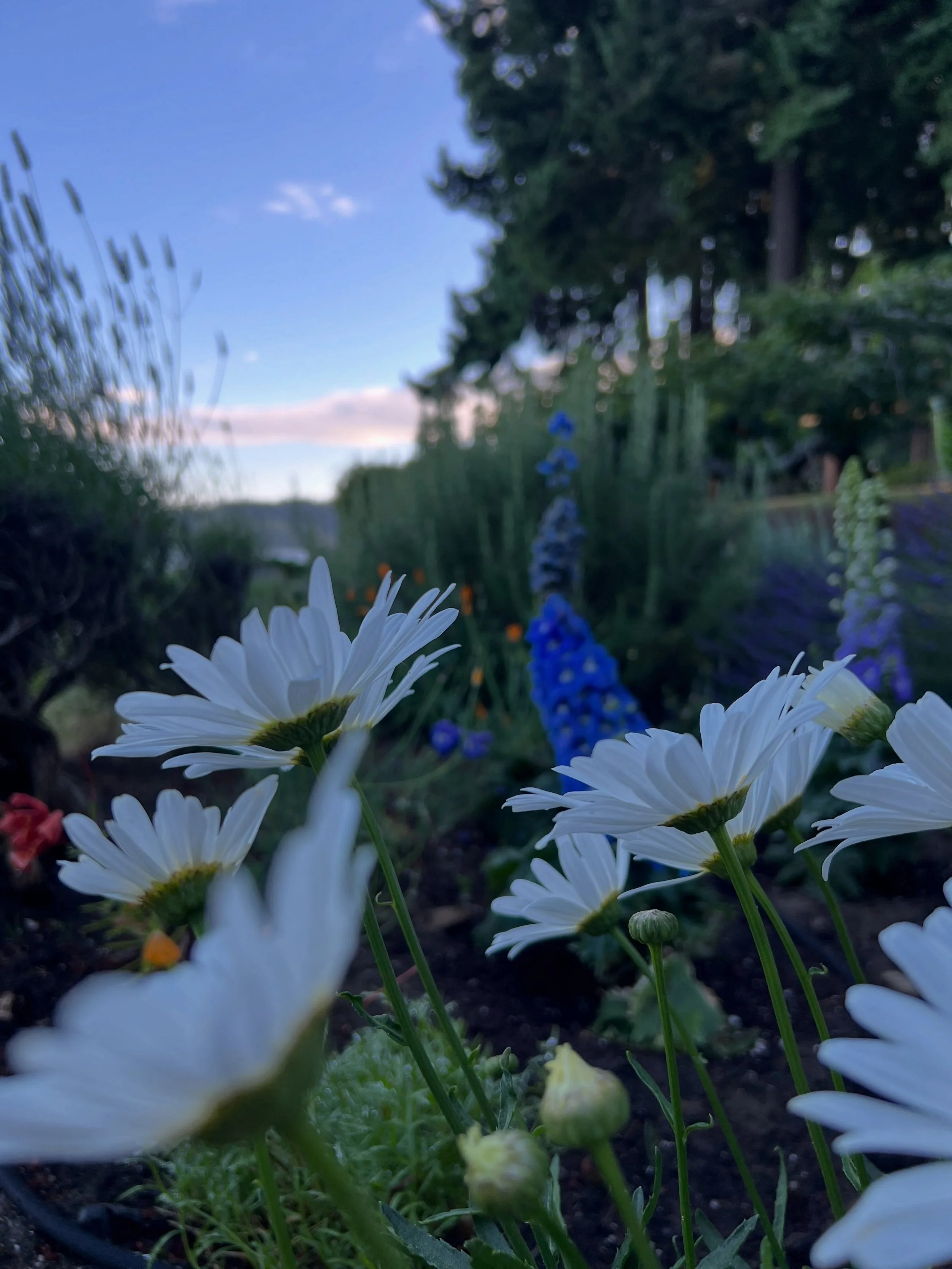 recent beauty 
evening in the garden of my childhood home
new flower faces in our drying beds on Howard St
raspberries from the hands of friends up the street
just add pancakes
-G