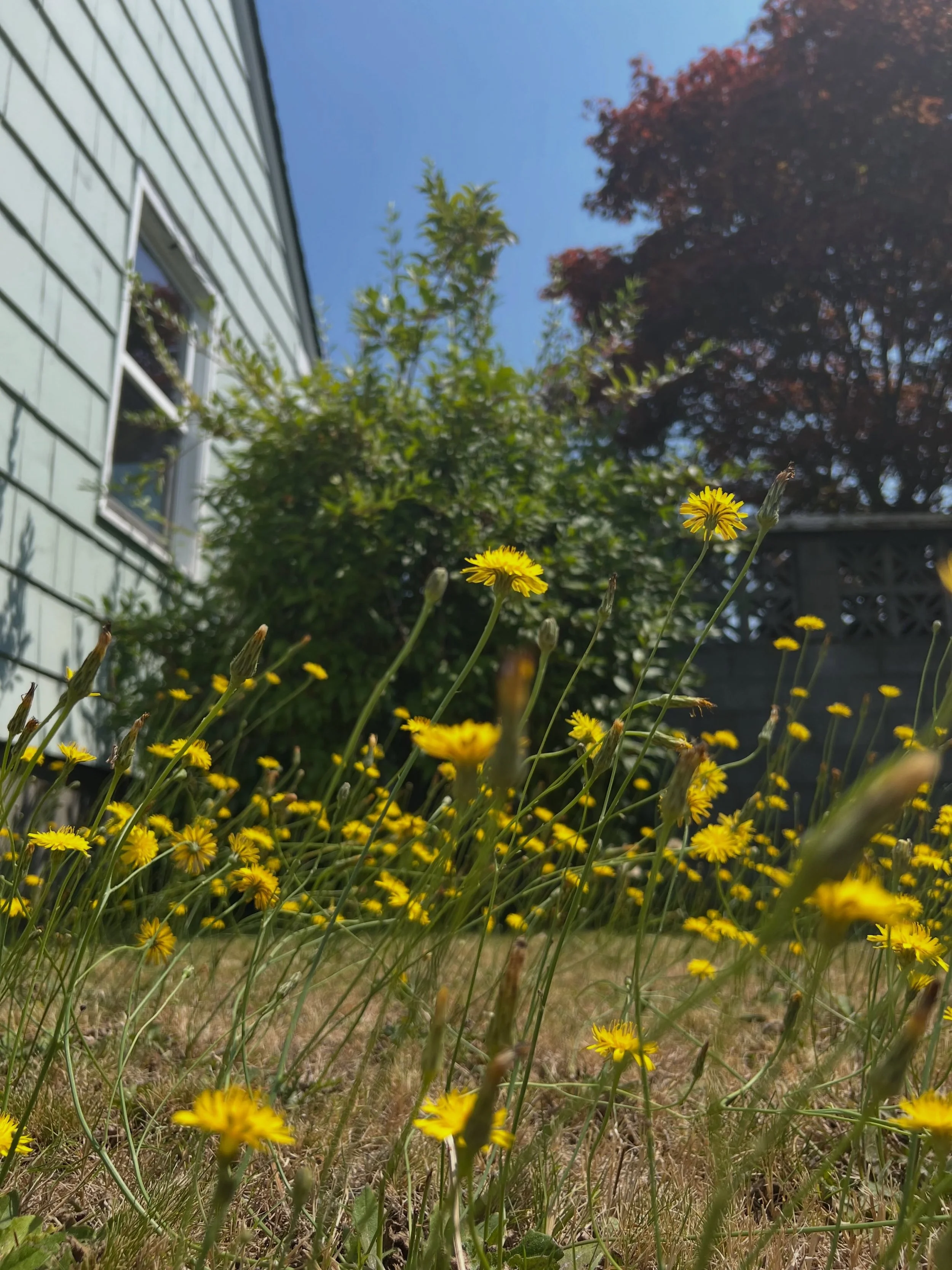 I hope no one taught you to hate them,
or you were taught, but never learned. 
- G

#dandelionpower
