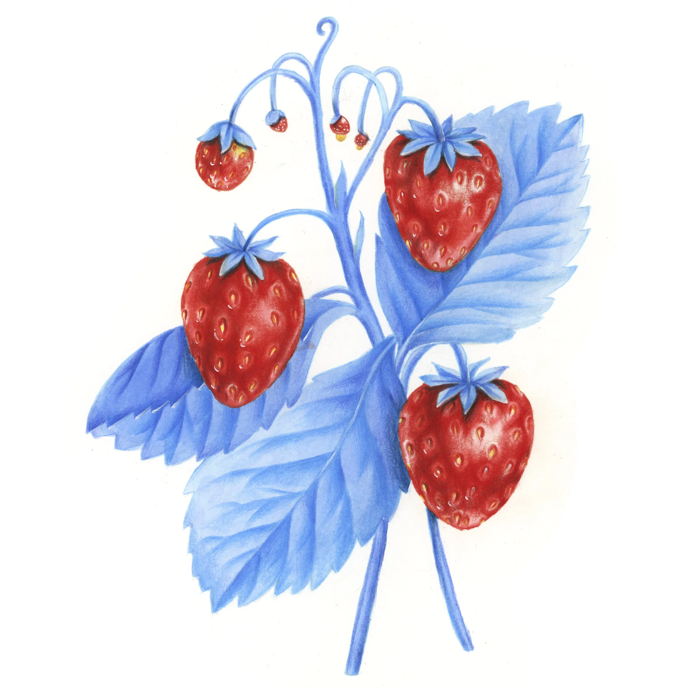 Berries_SM.jpg