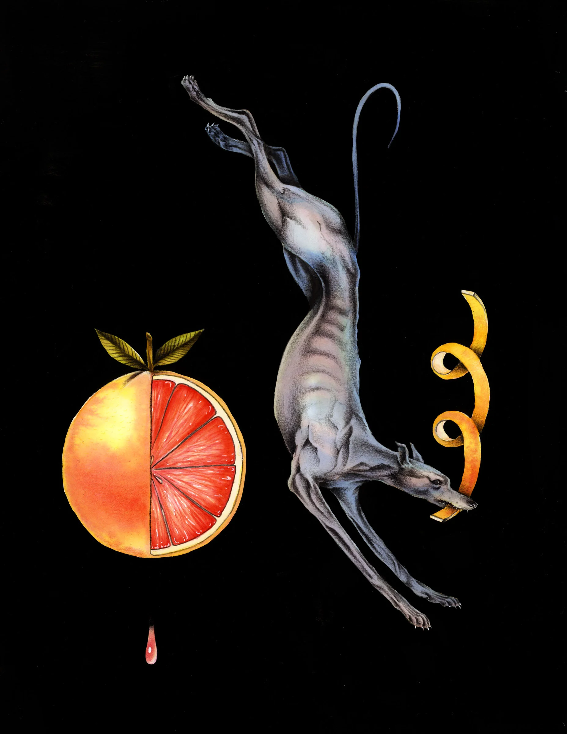 greyhound_fullsize.jpg