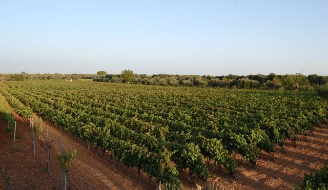 Produttori Vini Manduria