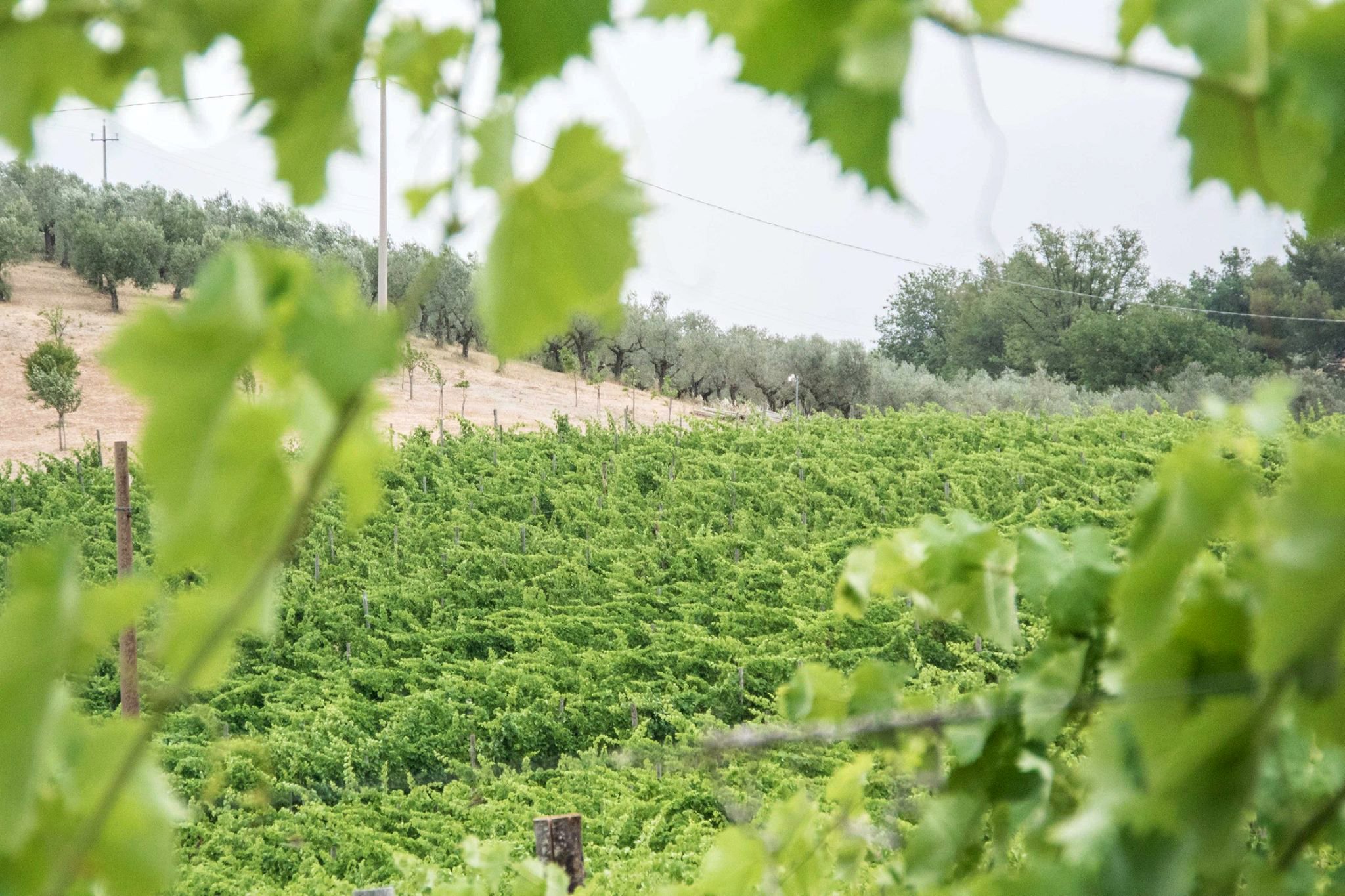 Tenuta Bellafonte