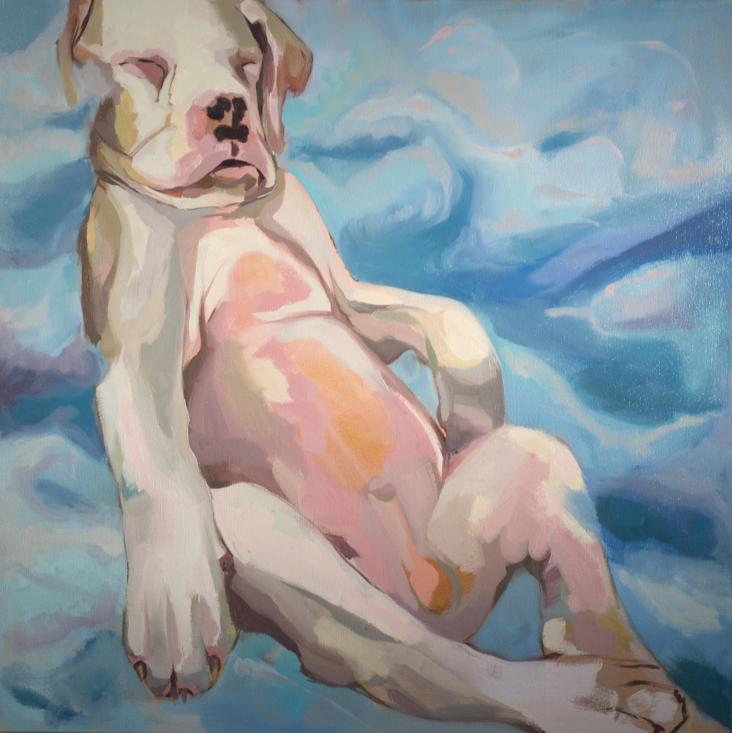 "Baby Boxer Dreaming in Cotton Candy"