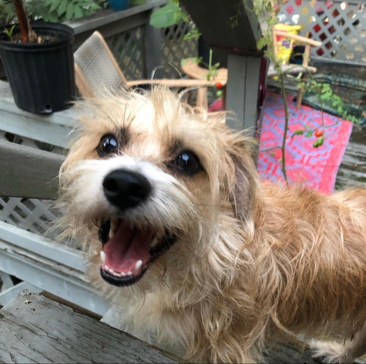 Bigger Than The Whole Sky: A Eulogy for Biscuit Bookbag Bones