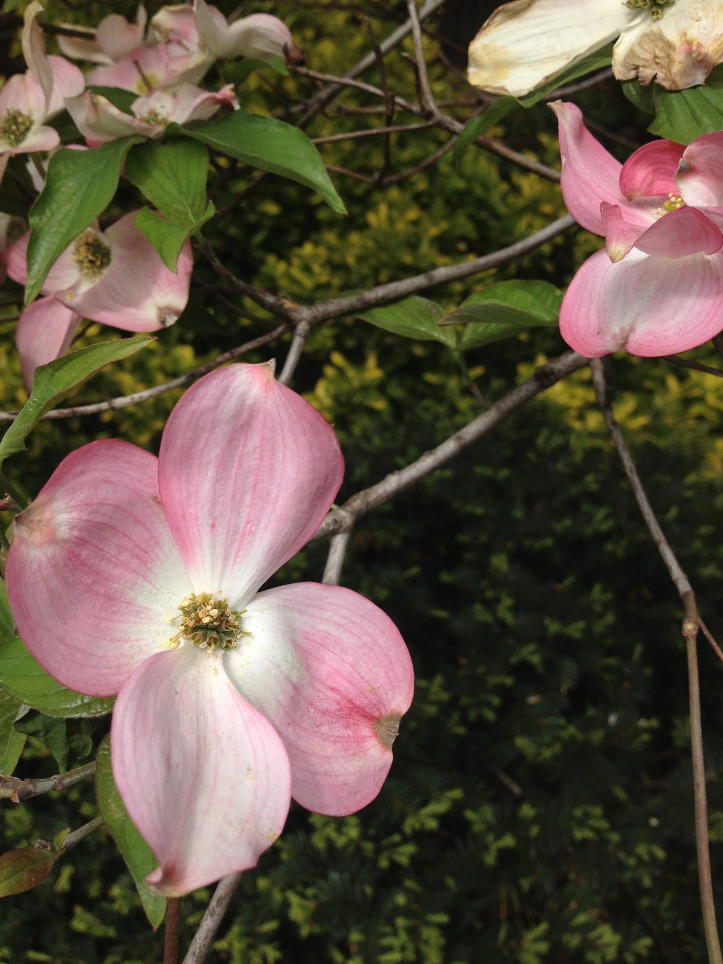 Patterns and bridges