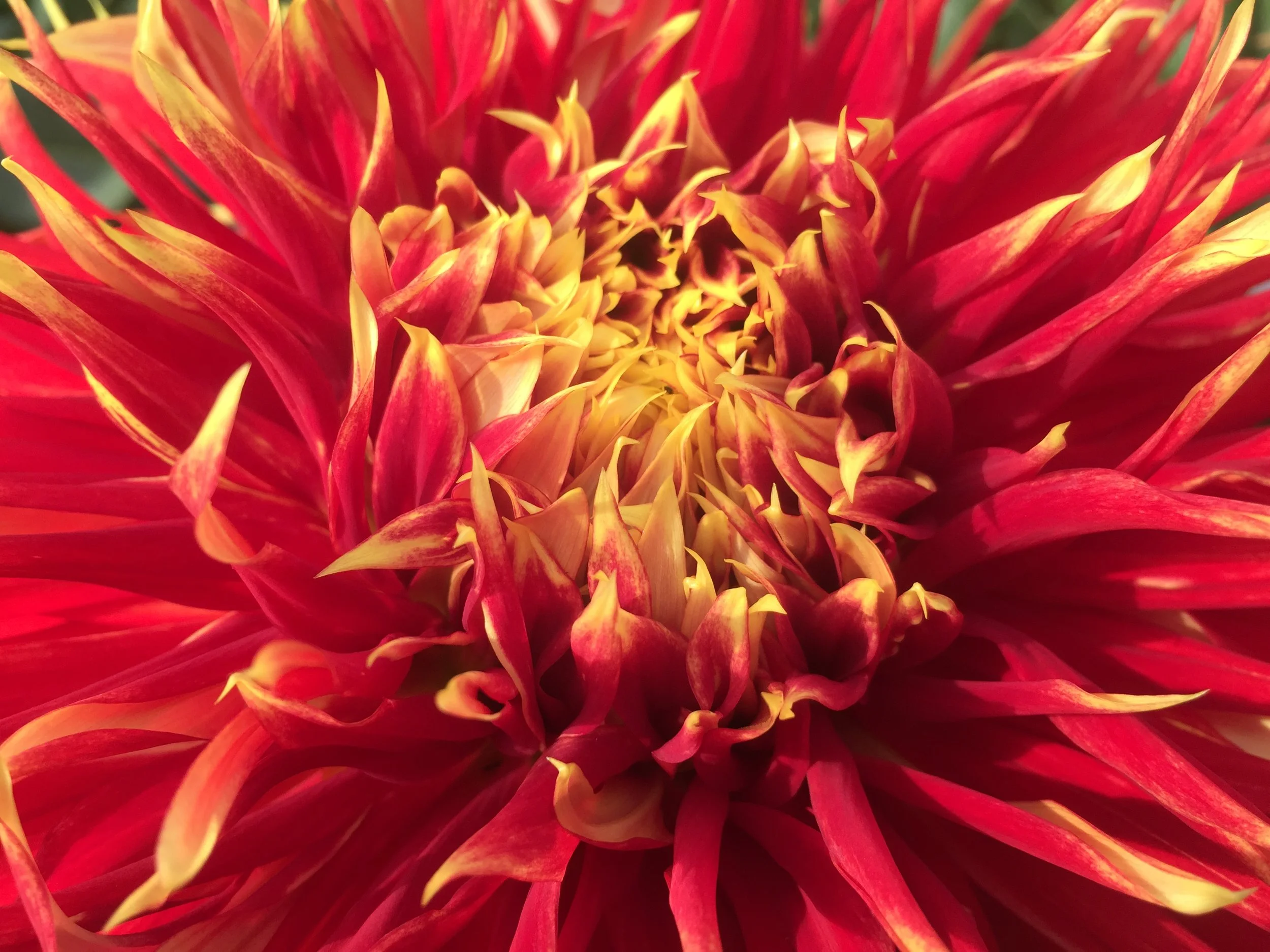 Anxious Attachment Style and 'Playing it Cool' in Relationships