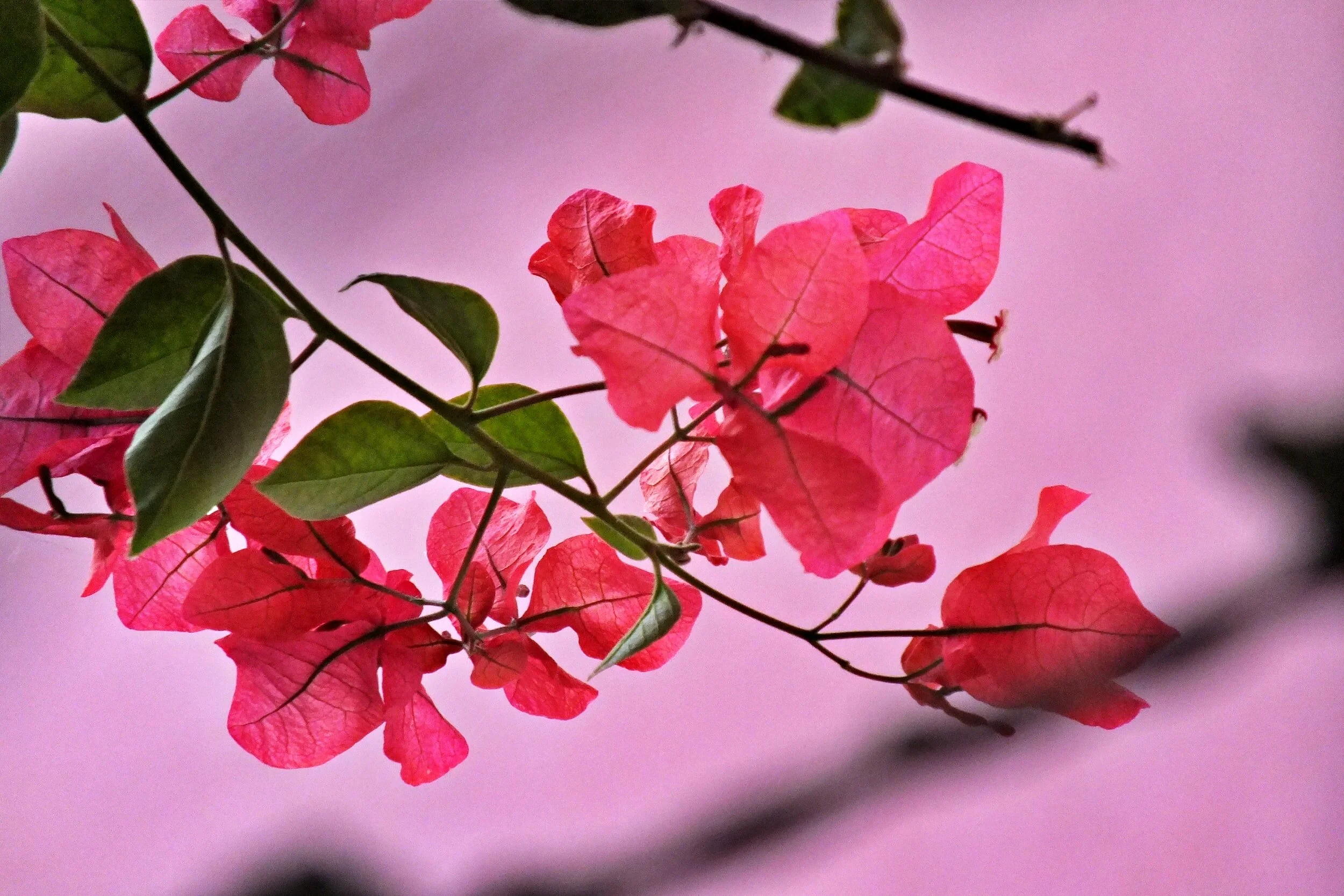 The Most Misunderstood Form of Love: Limerence
