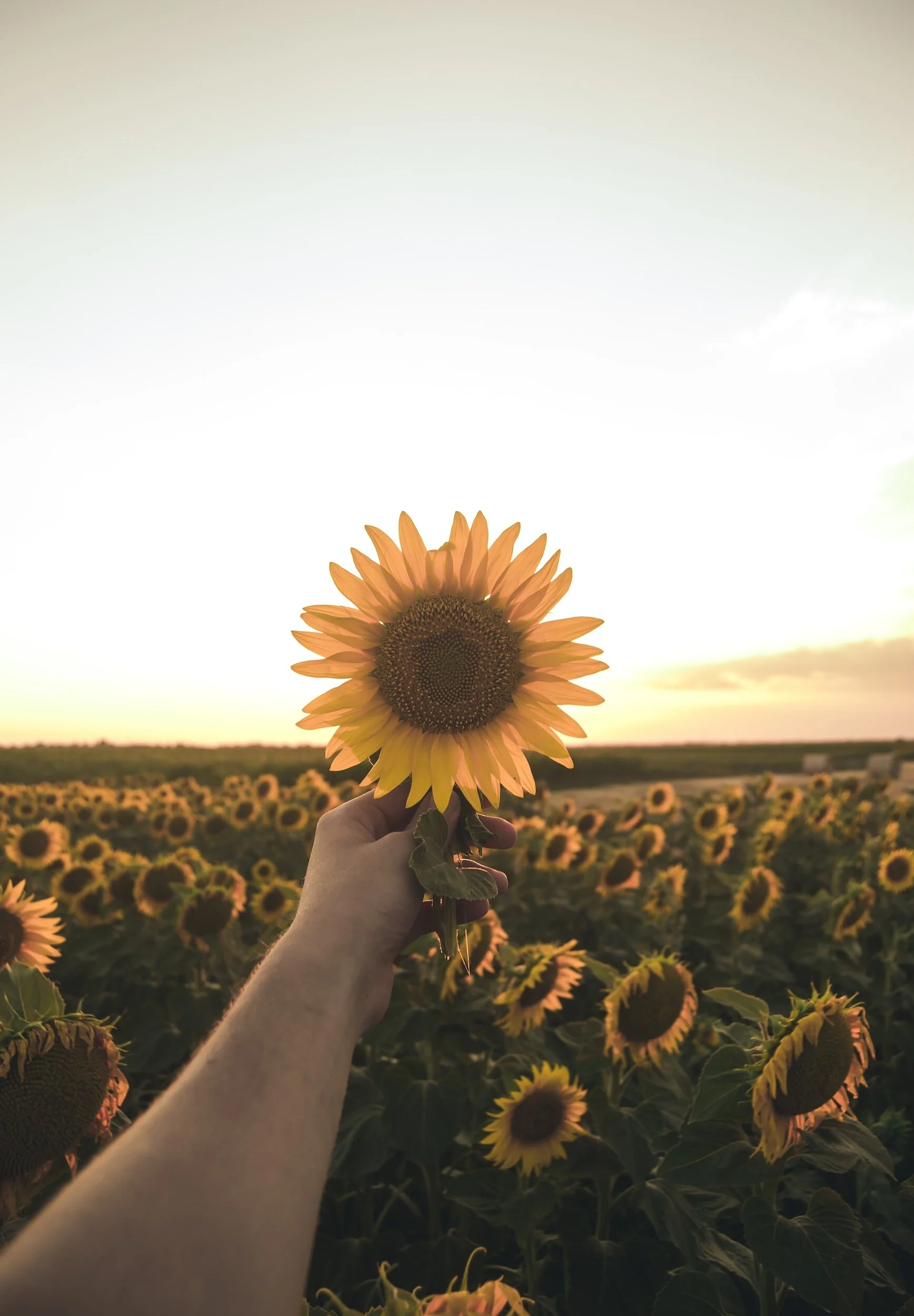 Food For Love: Hope, Fantasy and Anticipation