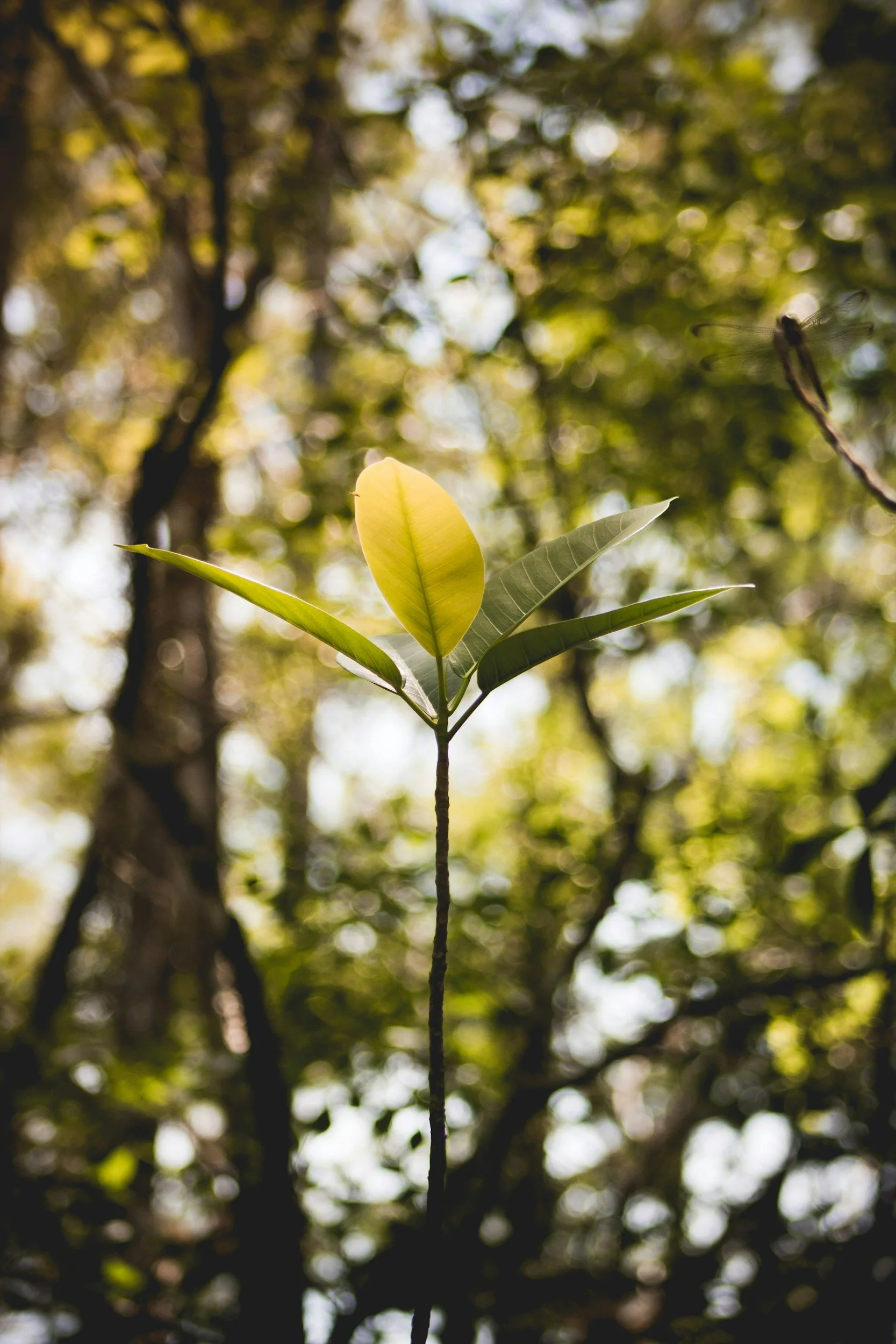 Healing The Heartbreak Of Limerence